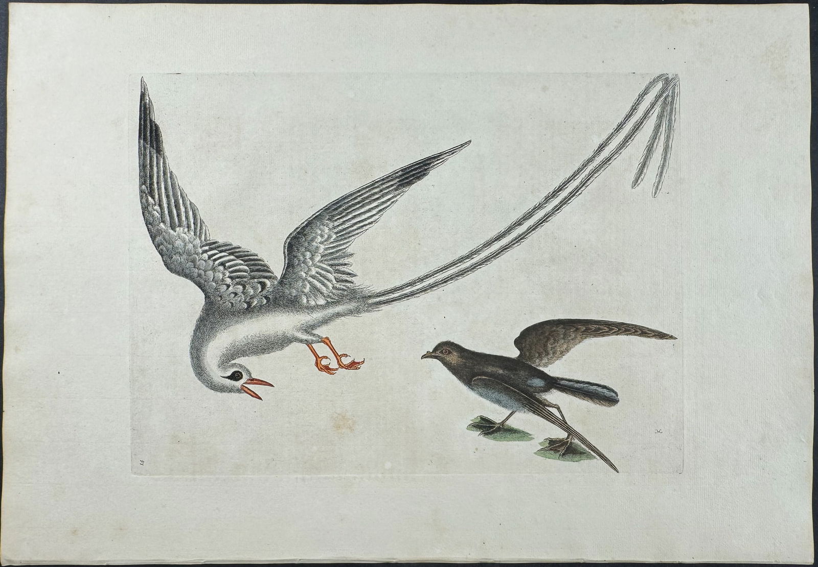 Catesby, Folio - Tropic Bird & Storm Finch or Petrel. Sup-14: We are pleased to offer this stunning originally hand-colored engraving from Mark Catesby?s The Natural History of Carolina, Florida and the Bahama Islands: Containing the Figures of Birds, Beasts, Fi