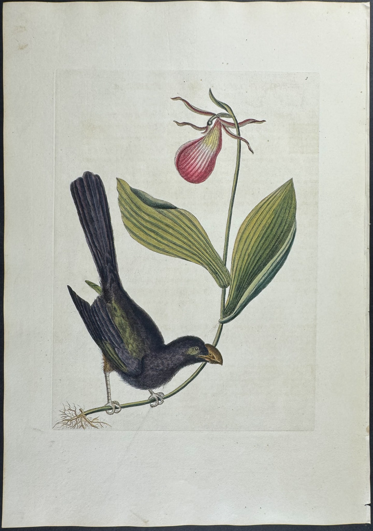 Catesby, Folio - Razor-billed Backbird of Jamaica with Lady's Slipper Orchid. Sup-3: We are pleased to offer this stunning originally hand-colored engraving from Mark Catesby?s The Natural History of Carolina, Florida and the Bahama Islands: Containing the Figures of Birds, Beasts, Fi