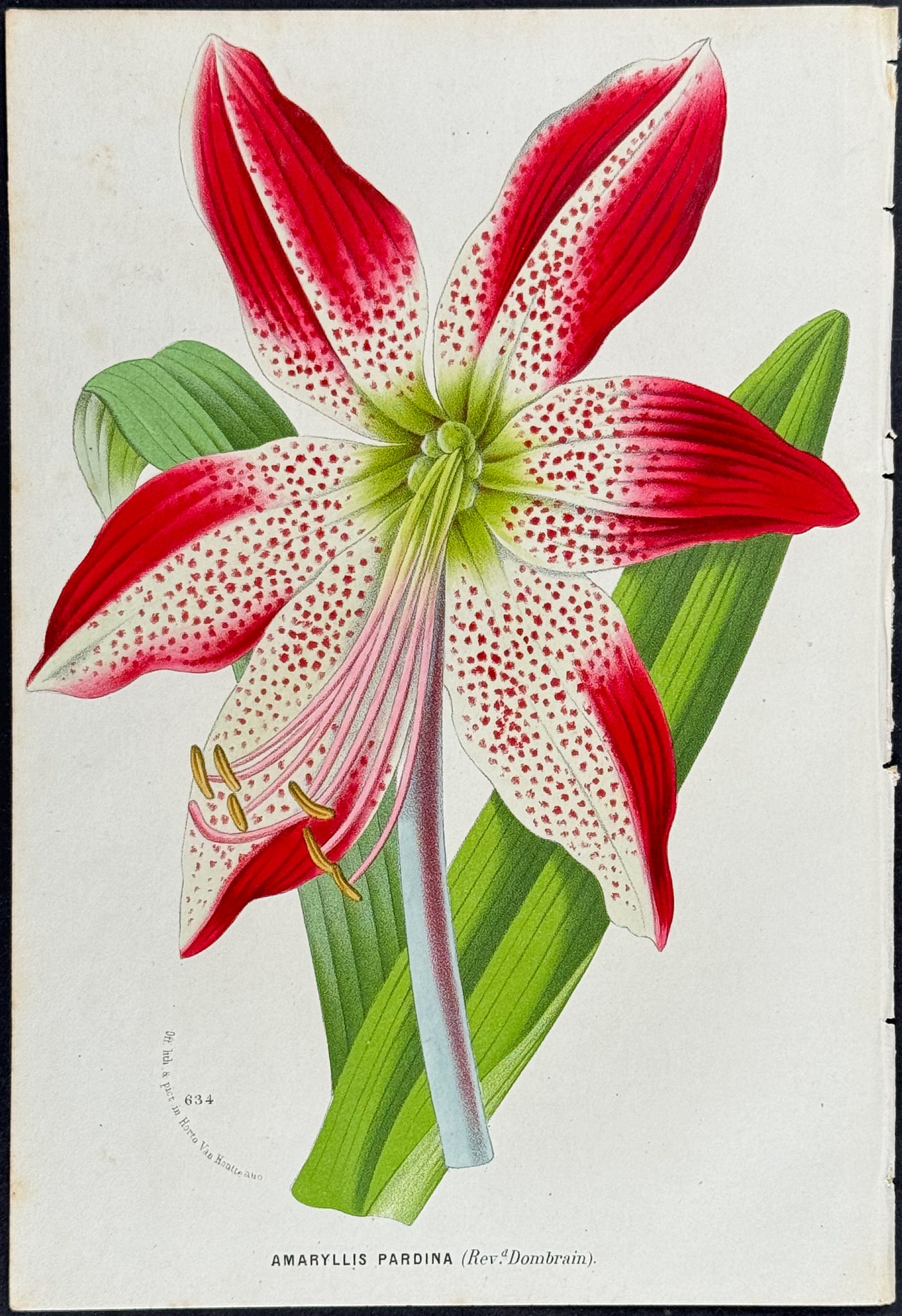 Van Houtte - Amaryllis: This beautiful botanical print comes from Louis Van Houtte's monumental work entitled Flore des Serres et des Jardins de l'Europe (Flowers of the Greenhouses and Gardens of Europe) published between 1