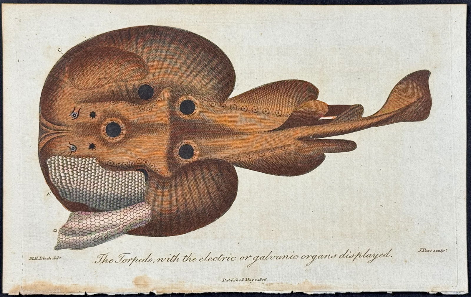 Linnaeus - Topedo Ray, with the electric or galvanic organs displayed: This scarce first edition engraving is from Sir Charles Linnaeus & Ebenezer Sibley's A Genuine and Universal System of Natural-History... or Magazine of Natural History. The work was printed for the p