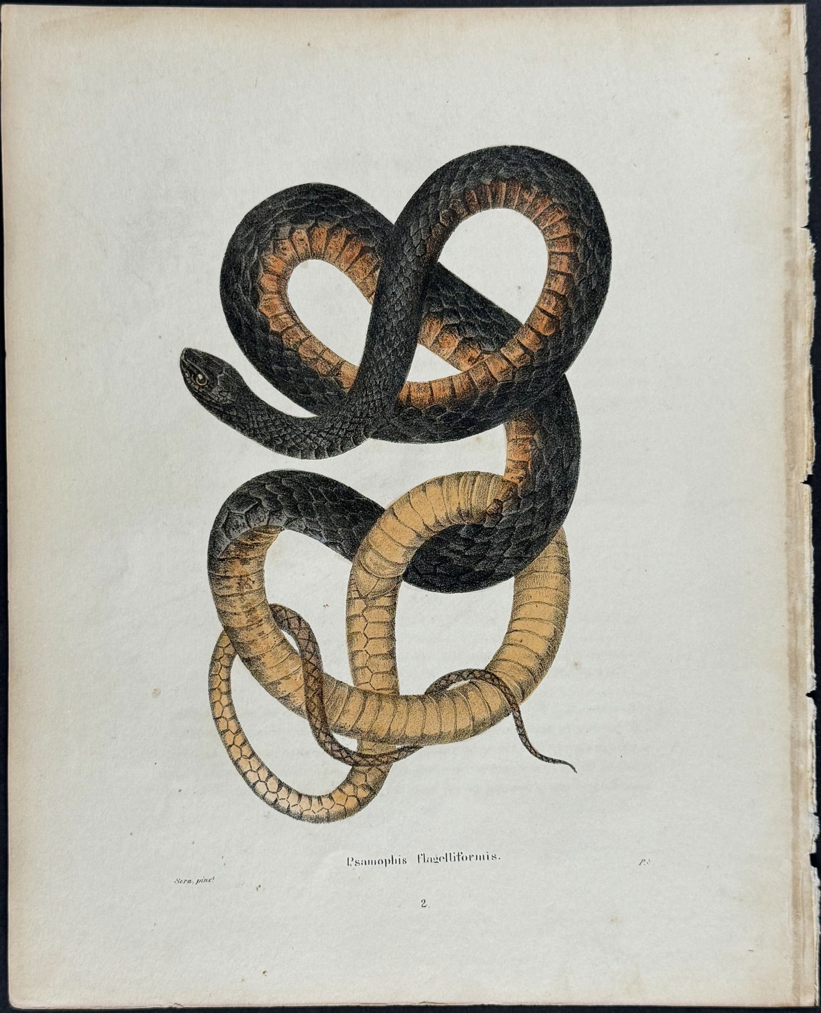 Holbrook - Snake. 2 (1 of 1)