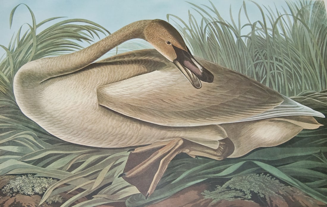 Audubon, Amsterdam Ed - Trumpeter Swan (young). 376 (1 of 2)