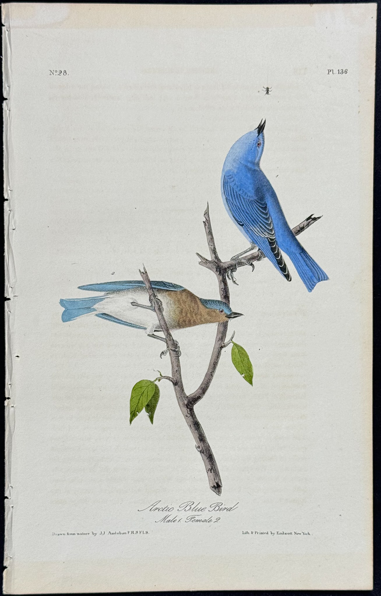 Audubon - Arctic Blue Bird. 136 (1 of 1)