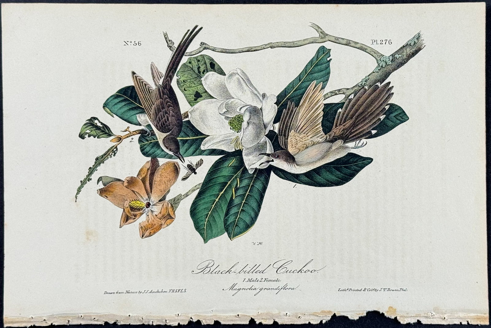 Audubon - Black-billed Cuckoo. 276: This hand-colored lithograph comes from John James Audubon's first octavo edition of Birds of America published from 1840 to 1844. The work was completed under the direct supervision of J. J. Audubon.