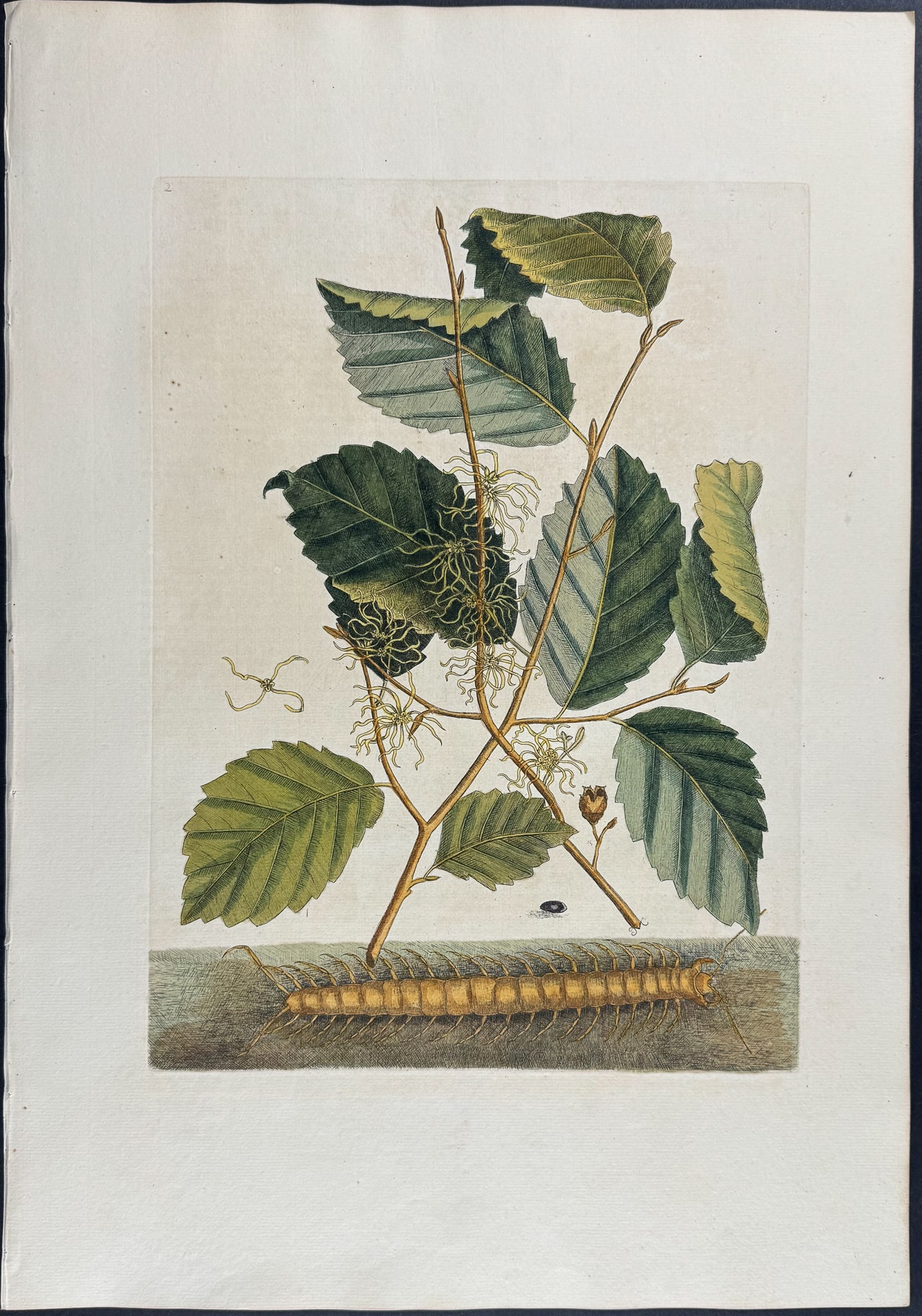 Catesby, Folio - Centipede with Witch Hazel. Sup-2: We are pleased to offer this stunning originally hand-colored engraving from Mark Catesby?s The Natural History of Carolina, Florida and the Bahama Islands: Containing the Figures of Birds, Beasts, Fi