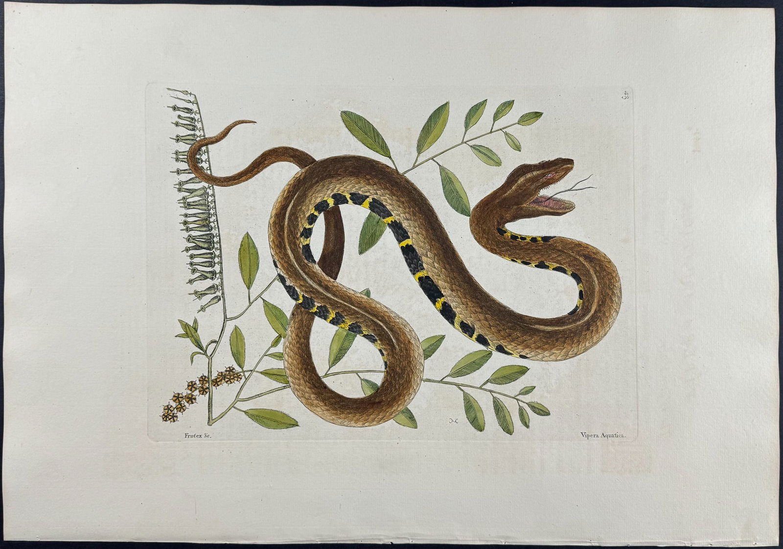 Catesby, Folio - Water Viper (Brown Water Snake) with Fetter Bush. 2-43: We are pleased to offer this stunning originally hand-colored engraving from Mark Catesby?s The Natural History of Carolina, Florida and the Bahama Islands: Containing the Figures of Birds, Beasts, Fi