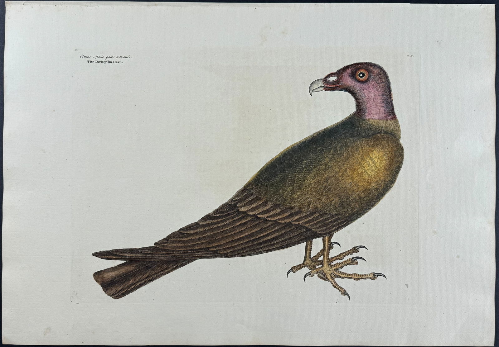 Catesby, Folio - Turkey Buzzard. 1-6: We are pleased to offer this stunning originally hand-colored engraving from Mark Catesby?s The Natural History of Carolina, Florida and the Bahama Islands: Containing the Figures of Birds, Beasts, Fi