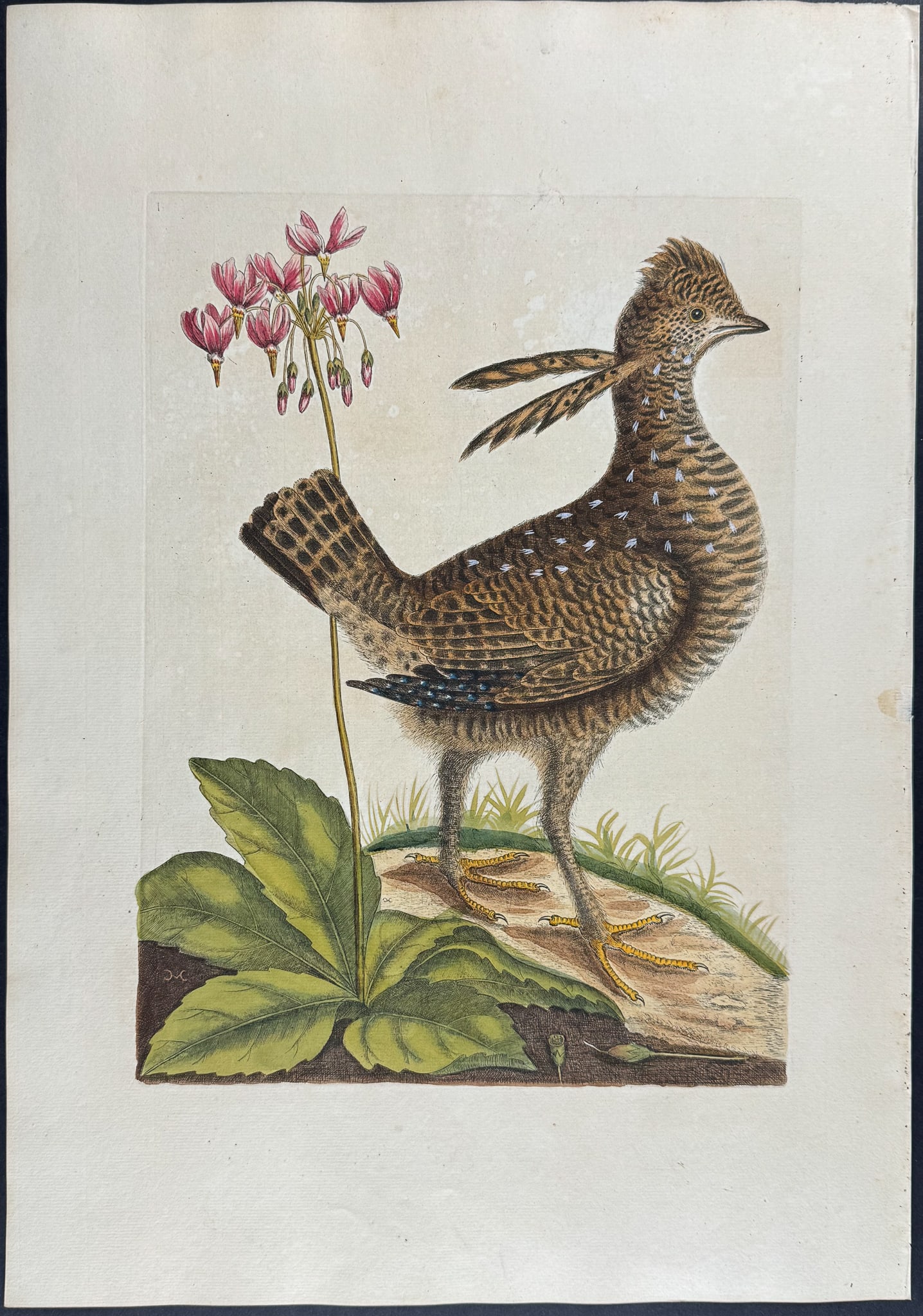 Catesby, Folio - Heath Hen (Extinct) or Greater Prairie Chicken with the Eastern Shooting Star.: We are pleased to offer this stunning originally hand-colored engraving from Mark Catesby?s The Natural History of Carolina, Florida and the Bahama Islands: Containing the Figures of Birds, Beasts, Fi