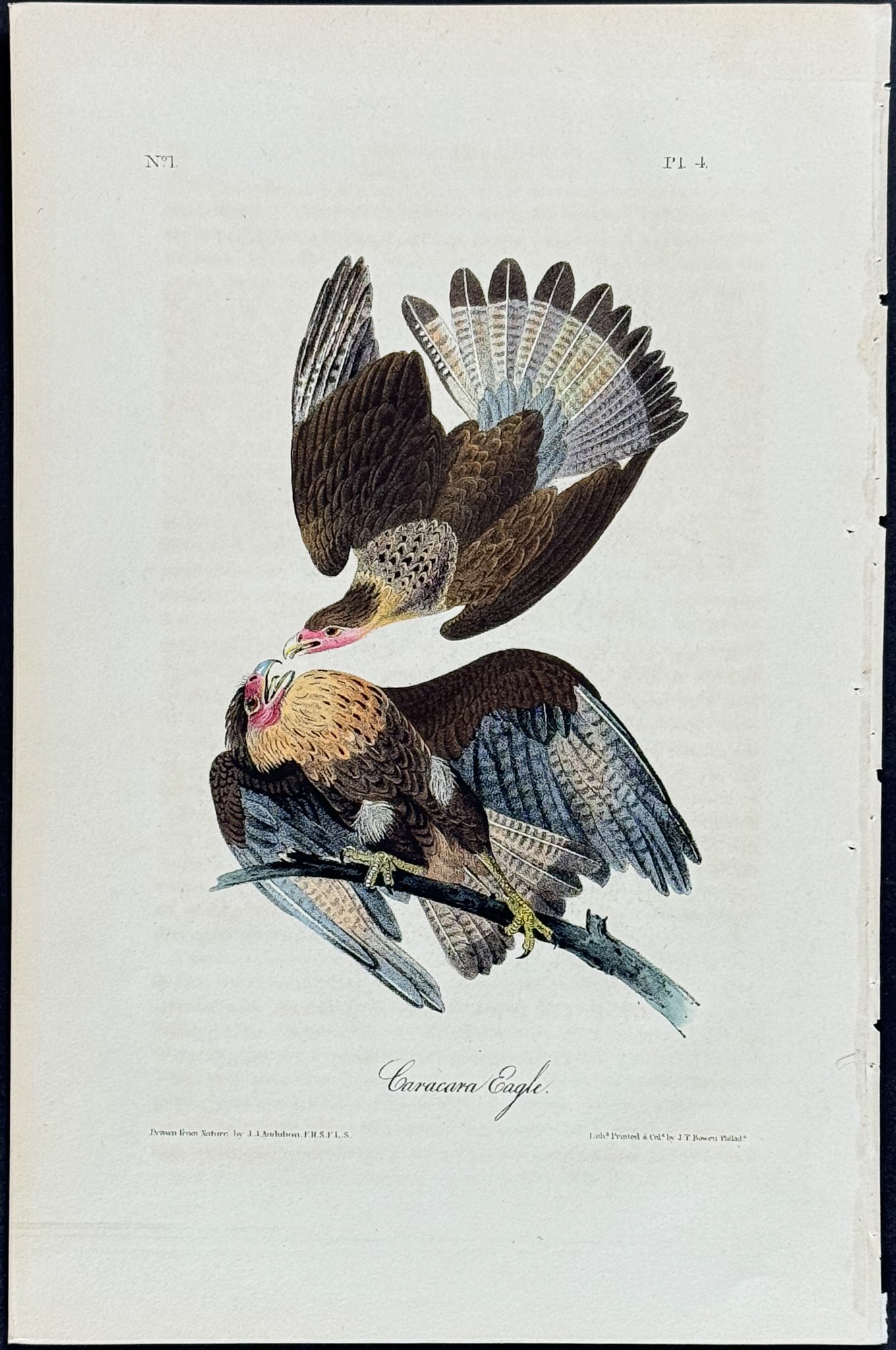 Audubon - Caracara Eagle. 4 (1 of 1)