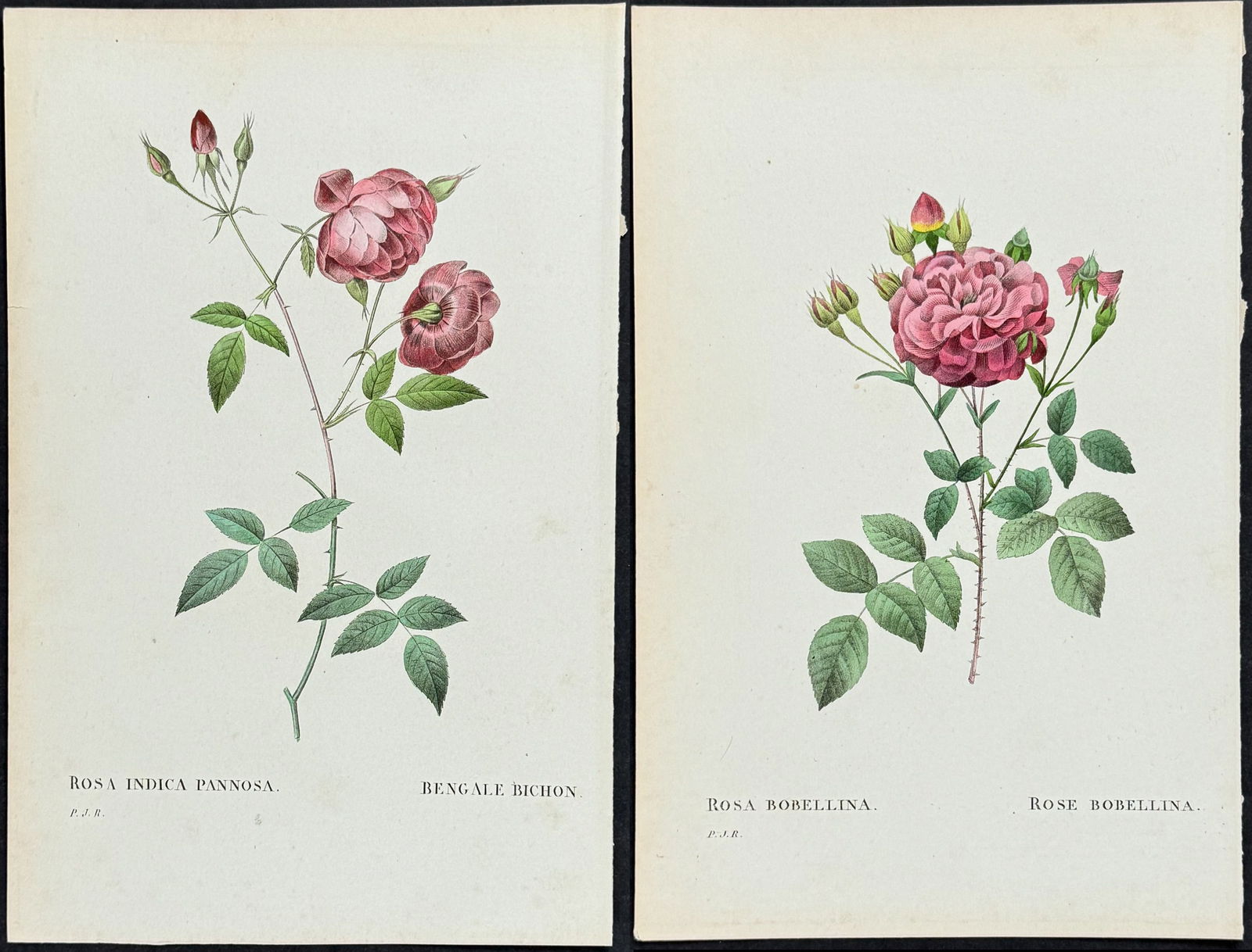 Redoute - 4 Rose Engravings (1 of 5)