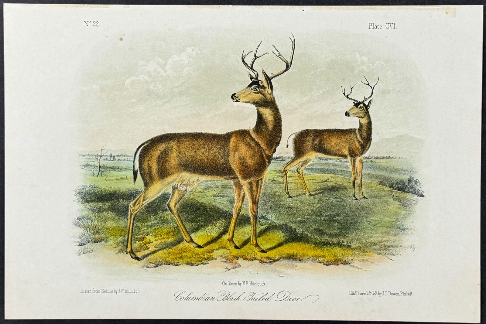Audubon - Columbian Black-Tailed Deer. 106 (1 of 1)