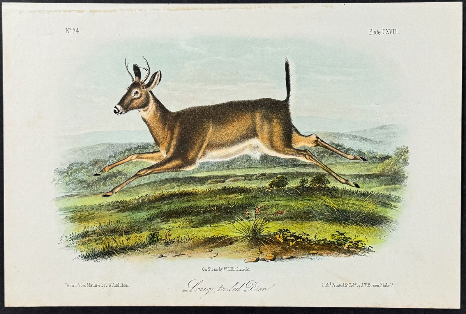 Audubon - Long-tailed Deer. 118 (1 of 1)