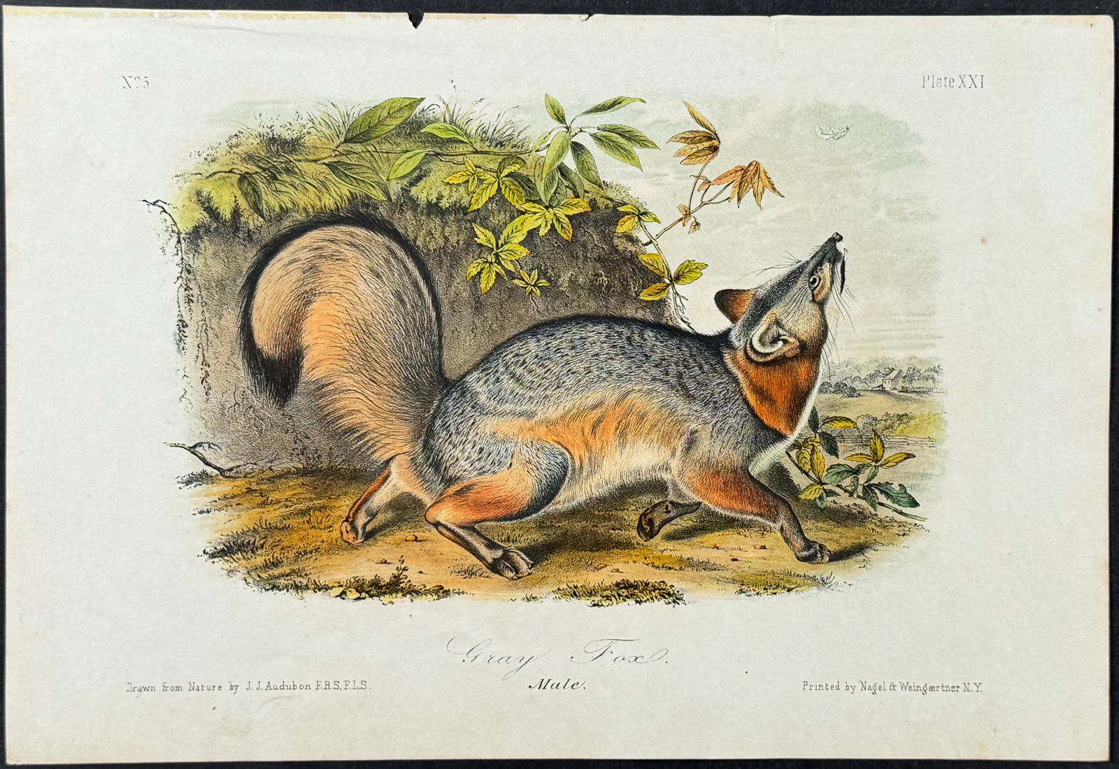 Audubon - Gray Fox. 21 (1 of 1)