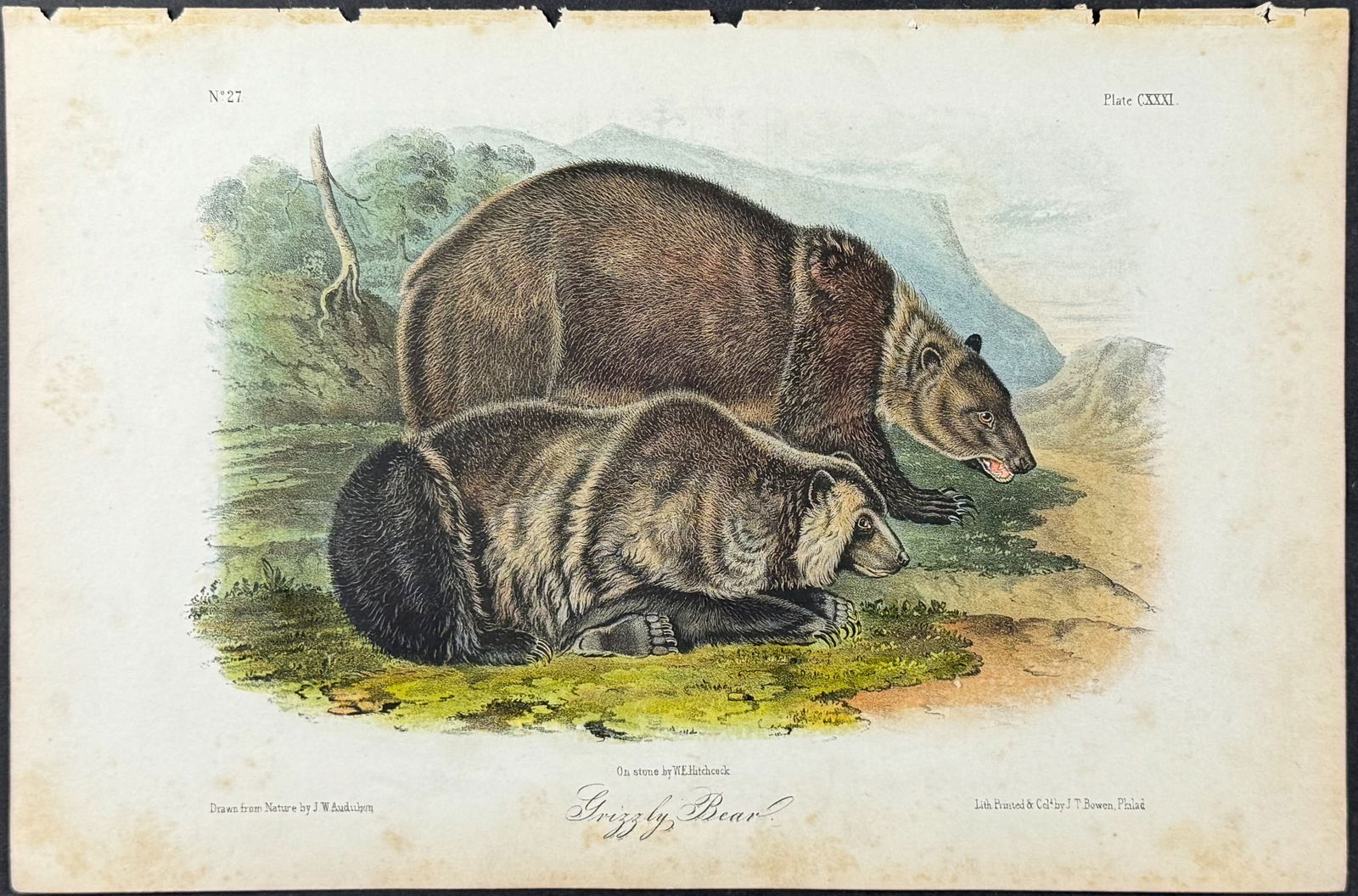 Audubon - Grizzly Bear. 131 (1 of 1)