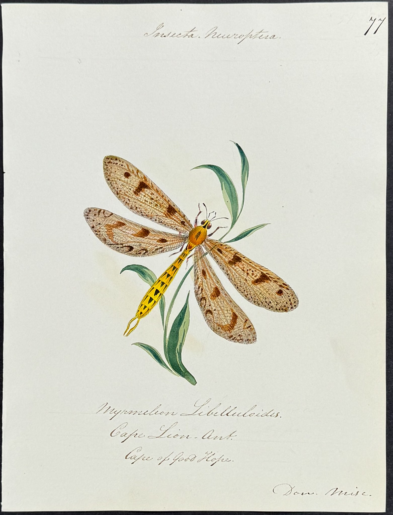 Original Watercolor of Dragonfly or Cape Lion-Ant (1 of 1)