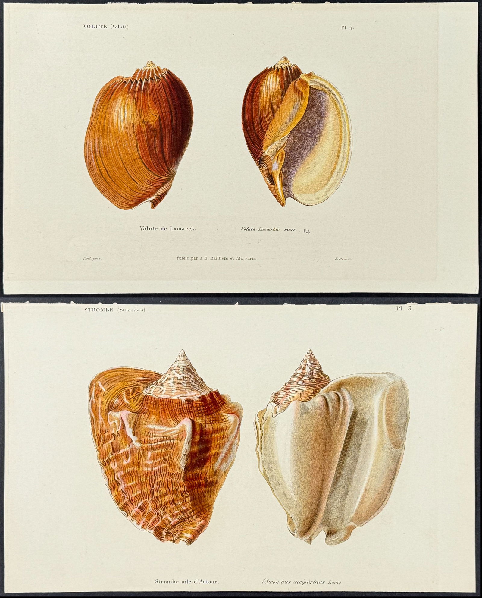 Kiener - 5 Shell Engravings (1 of 6)