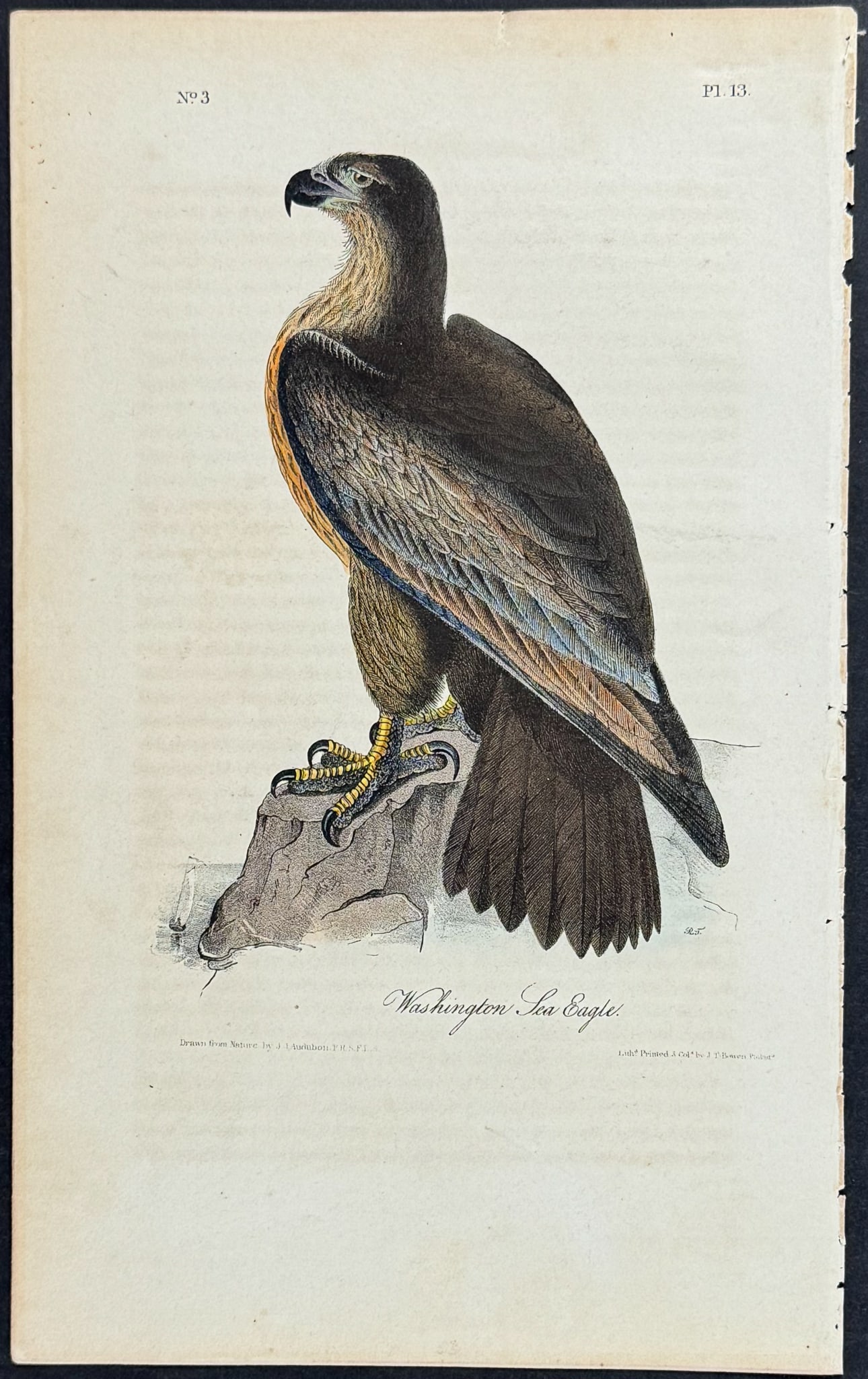 Audubon - Washington Sea Eagle. 13 (1 of 1)