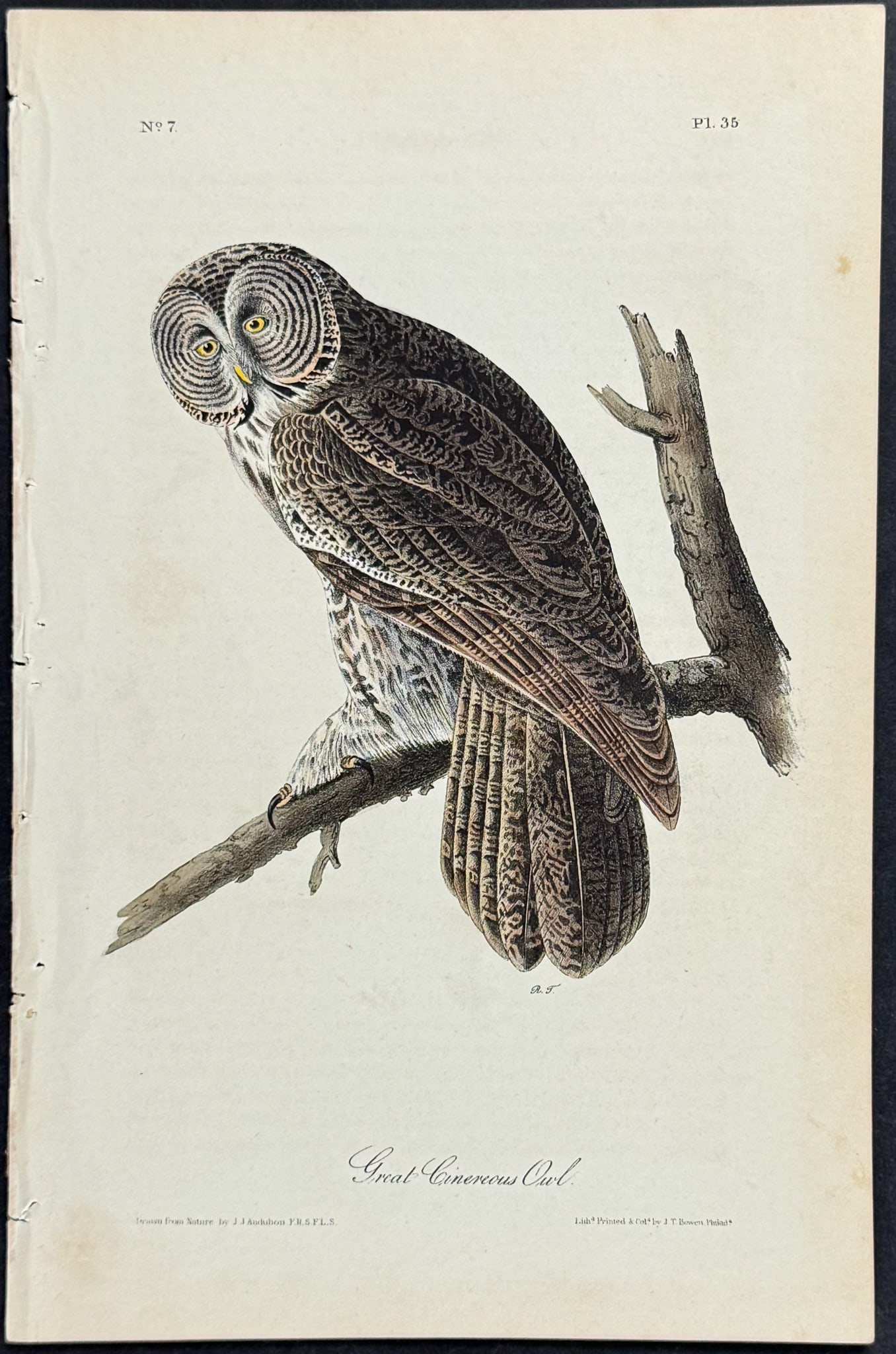 Audubon - Great Cinereous Owl. 35 (1 of 1)