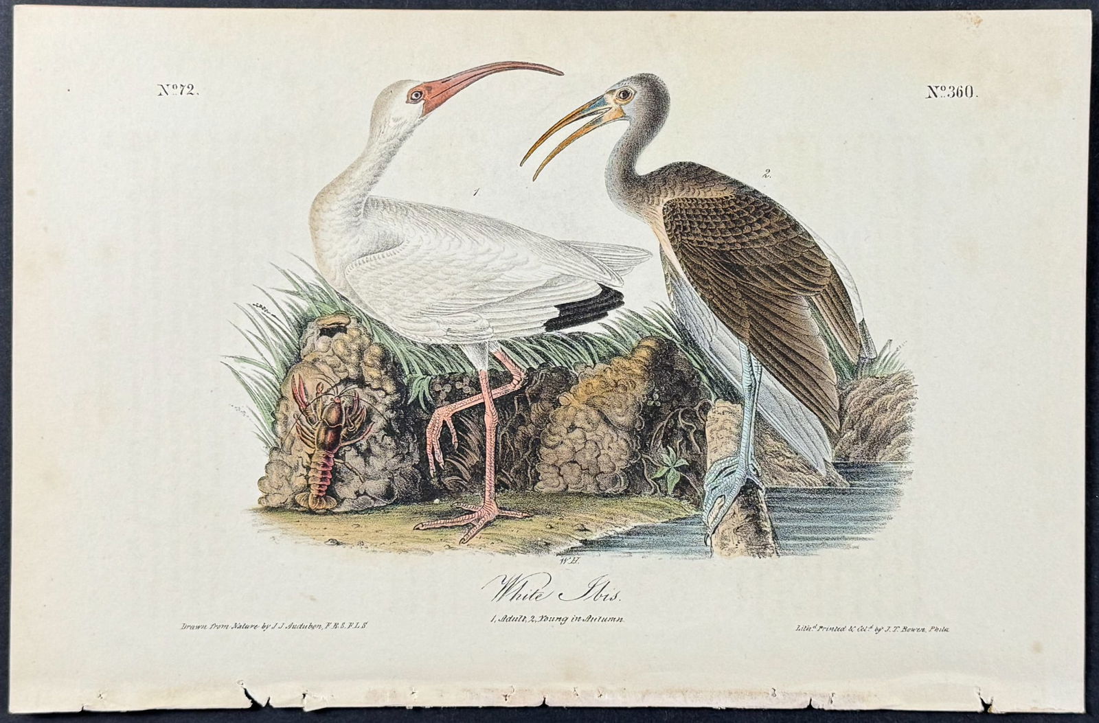 Audubon - White Ibis. 360 (1 of 1)