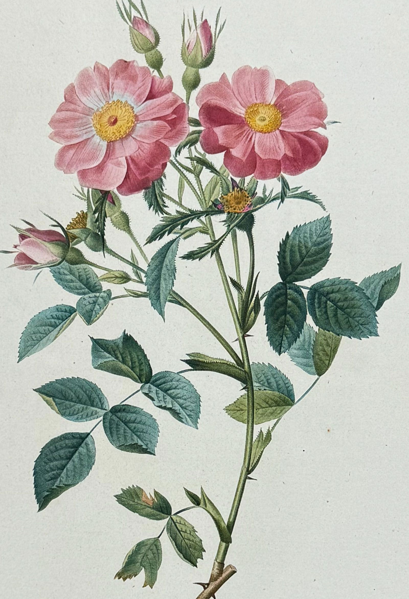 Redoute, Folio - Rose; Rosa Rubiginosa Zabeth (1 of 2)