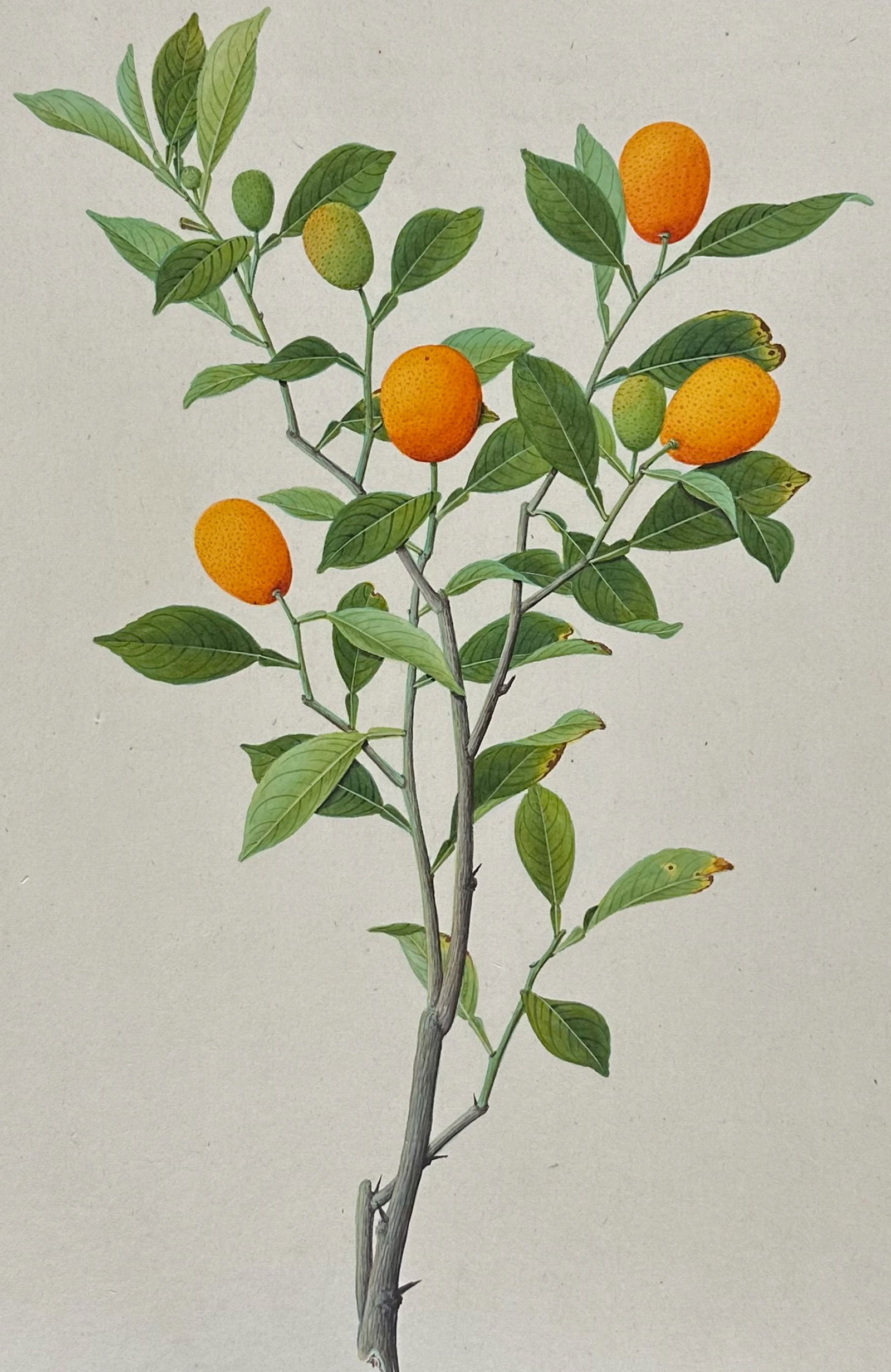 Original Chinese Watercolor of Fruit or Seed on Branch (1 of 2)