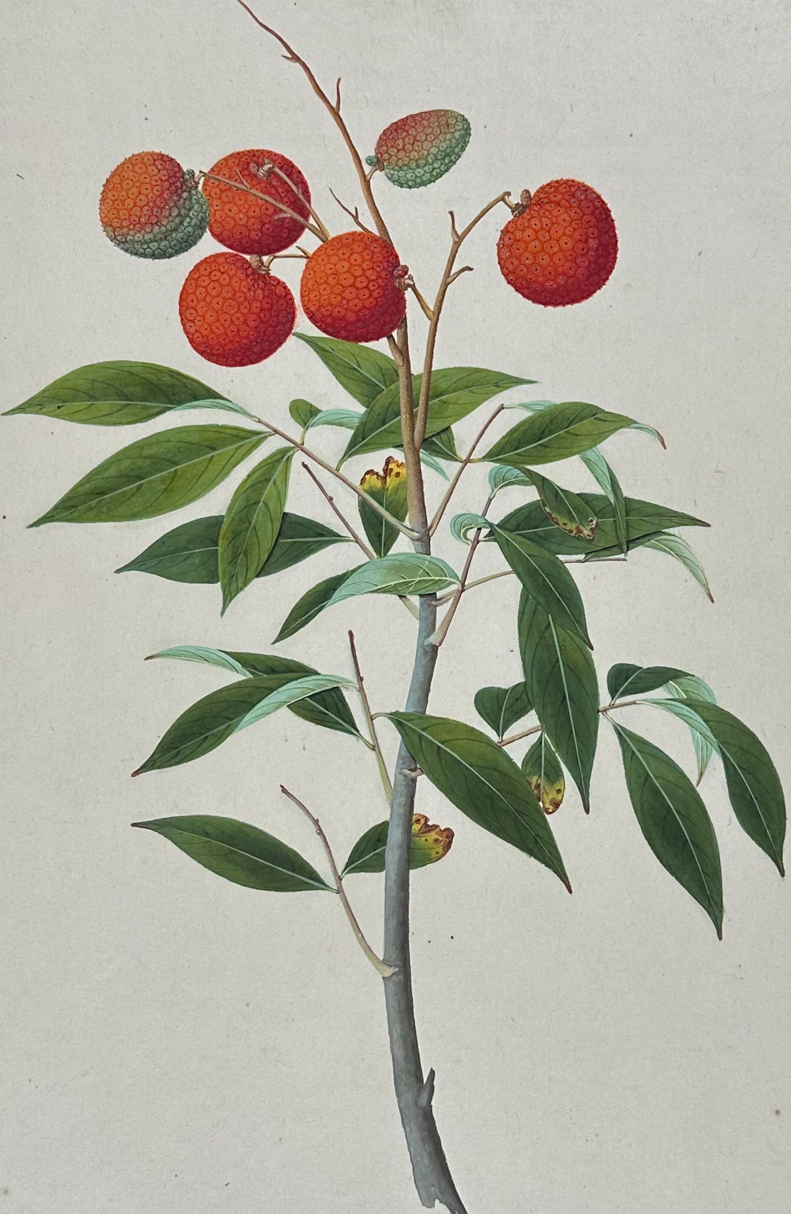 Original Chinese Watercolor of Fruit or Seed on Branch (1 of 2)