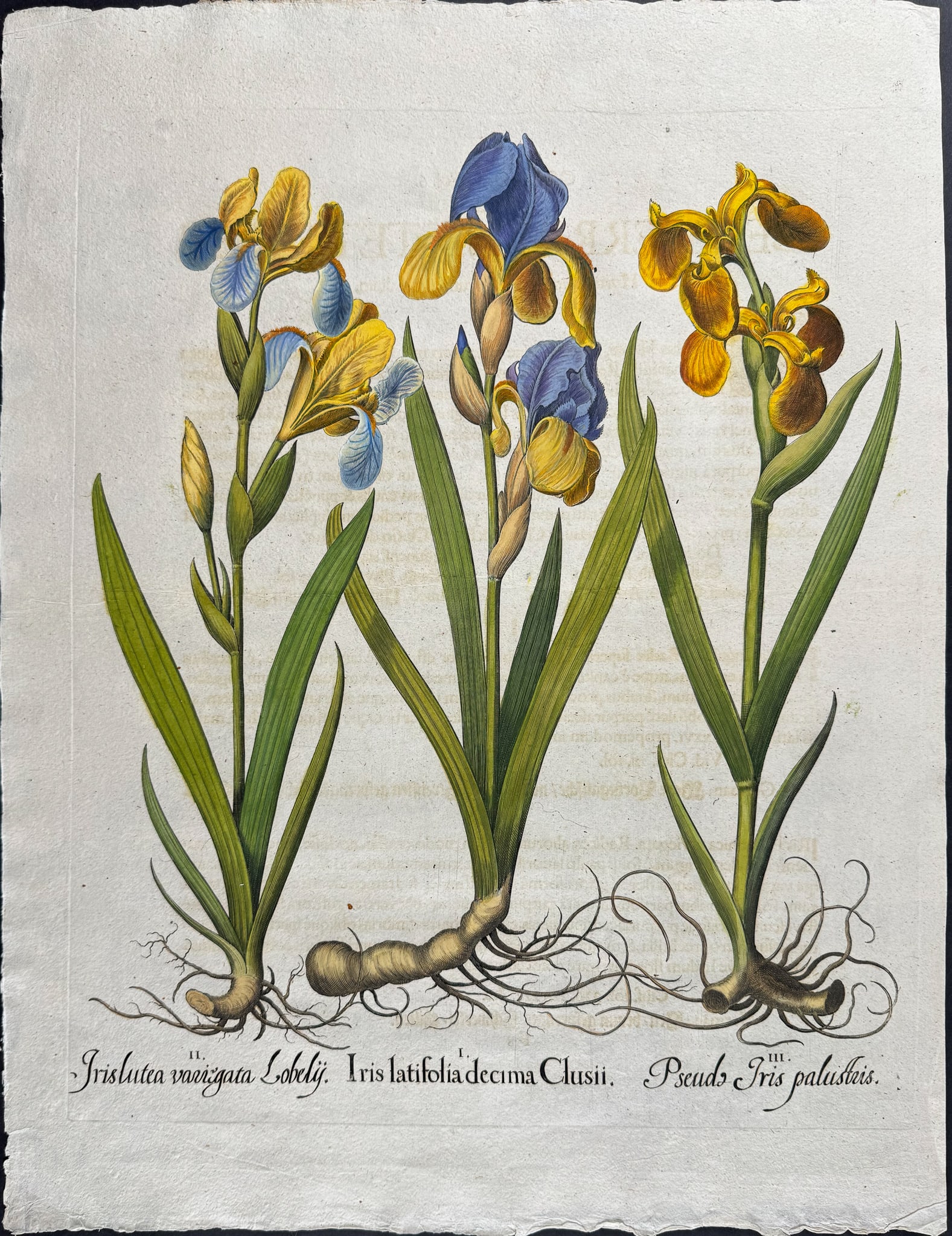 Besler - Iris (1 of 1)