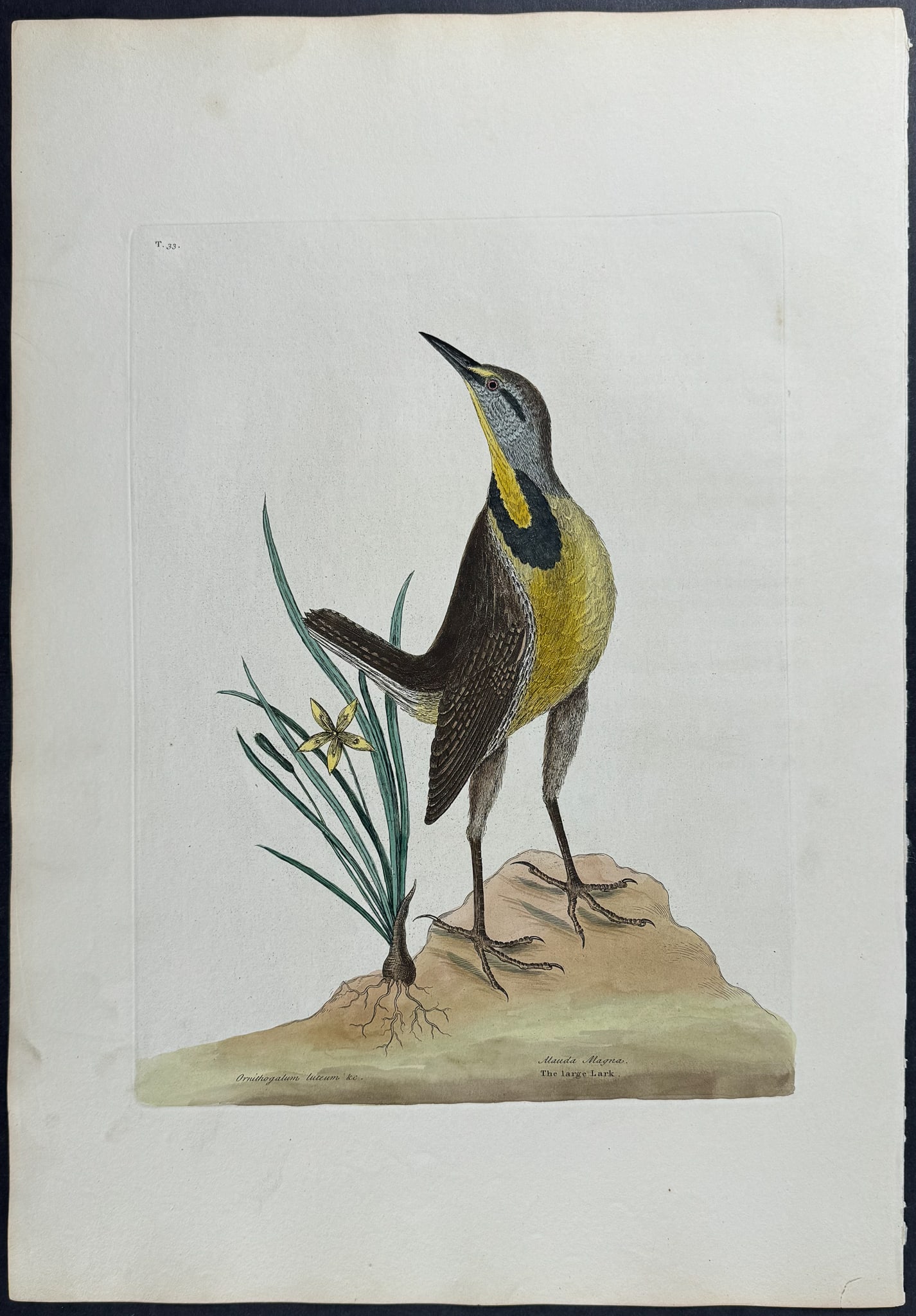 Catesby, Folio - Large Lark (Meadow Lark). 1-33: We are pleased to offer this folio engraving from Mark Catesby?s The Natural History of Carolina, Florida and the Bahama Islands: Containing the Figures of Birds, Beasts, Fishes, Serpents, Insects, an