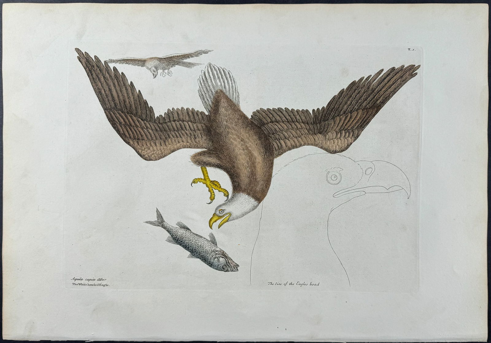 Catesby, Folio - Bald Eagle or White-headed Eagle. 1-1: We are pleased to offer this folio engraving from Mark Catesby?s The Natural History of Carolina, Florida and the Bahama Islands: Containing the Figures of Birds, Beasts, Fishes, Serpents, Insects, an