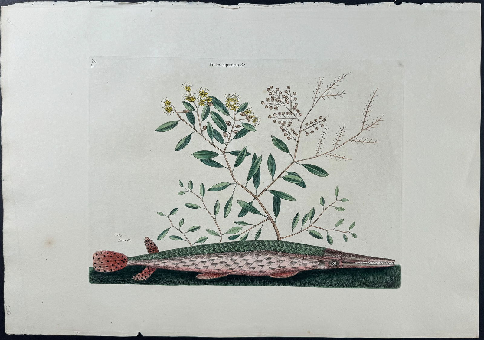 Catesby, Folio - Green Gar Fish. 2-30: We are pleased to offer this folio engraving from Mark Catesby?s The Natural History of Carolina, Florida and the Bahama Islands: Containing the Figures of Birds, Beasts, Fishes, Serpents, Insects, an