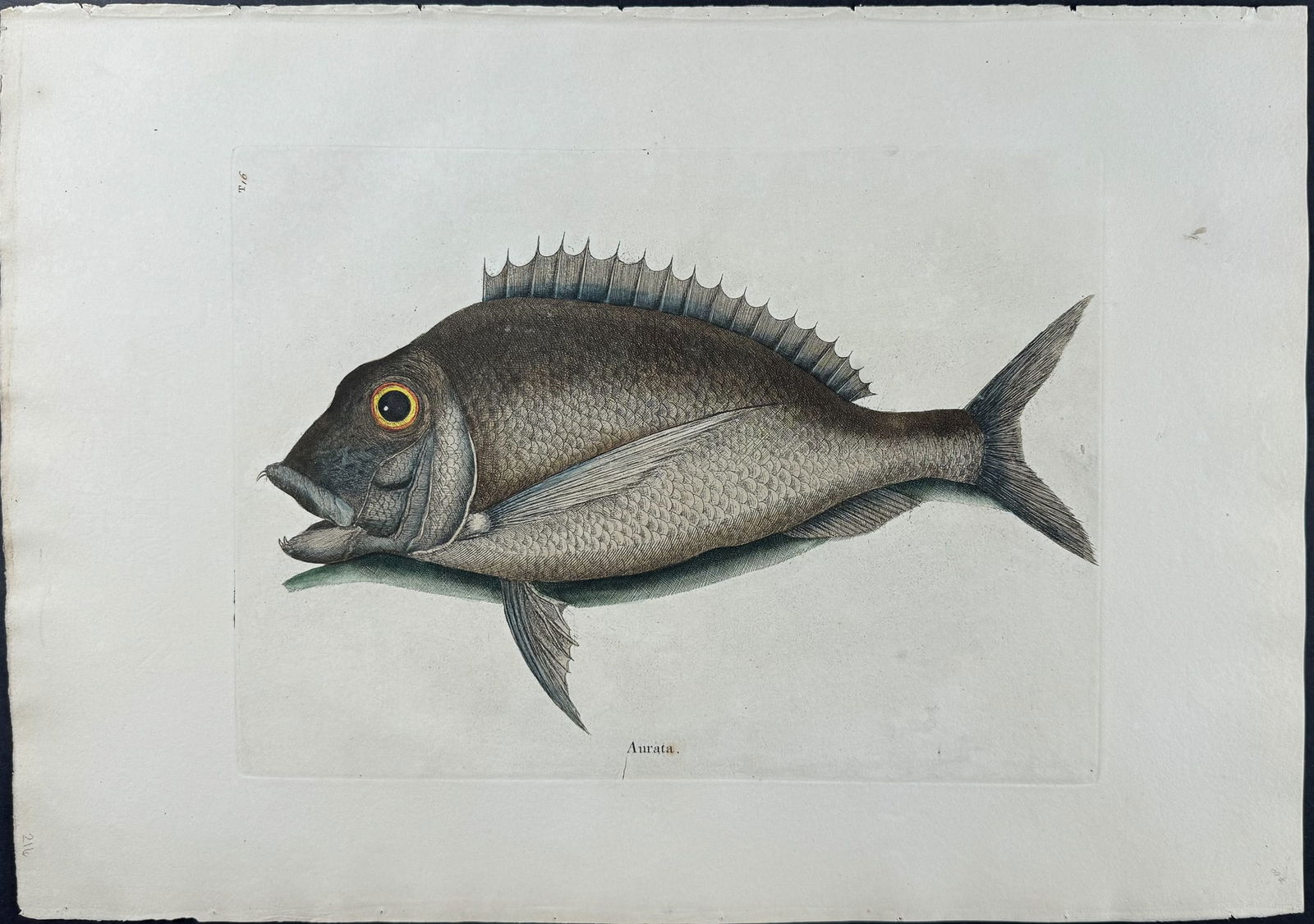 Catesby, Folio - Porgy. 2-16: We are pleased to offer this folio engraving from Mark Catesby?s The Natural History of Carolina, Florida and the Bahama Islands: Containing the Figures of Birds, Beasts, Fishes, Serpents, Insects, an