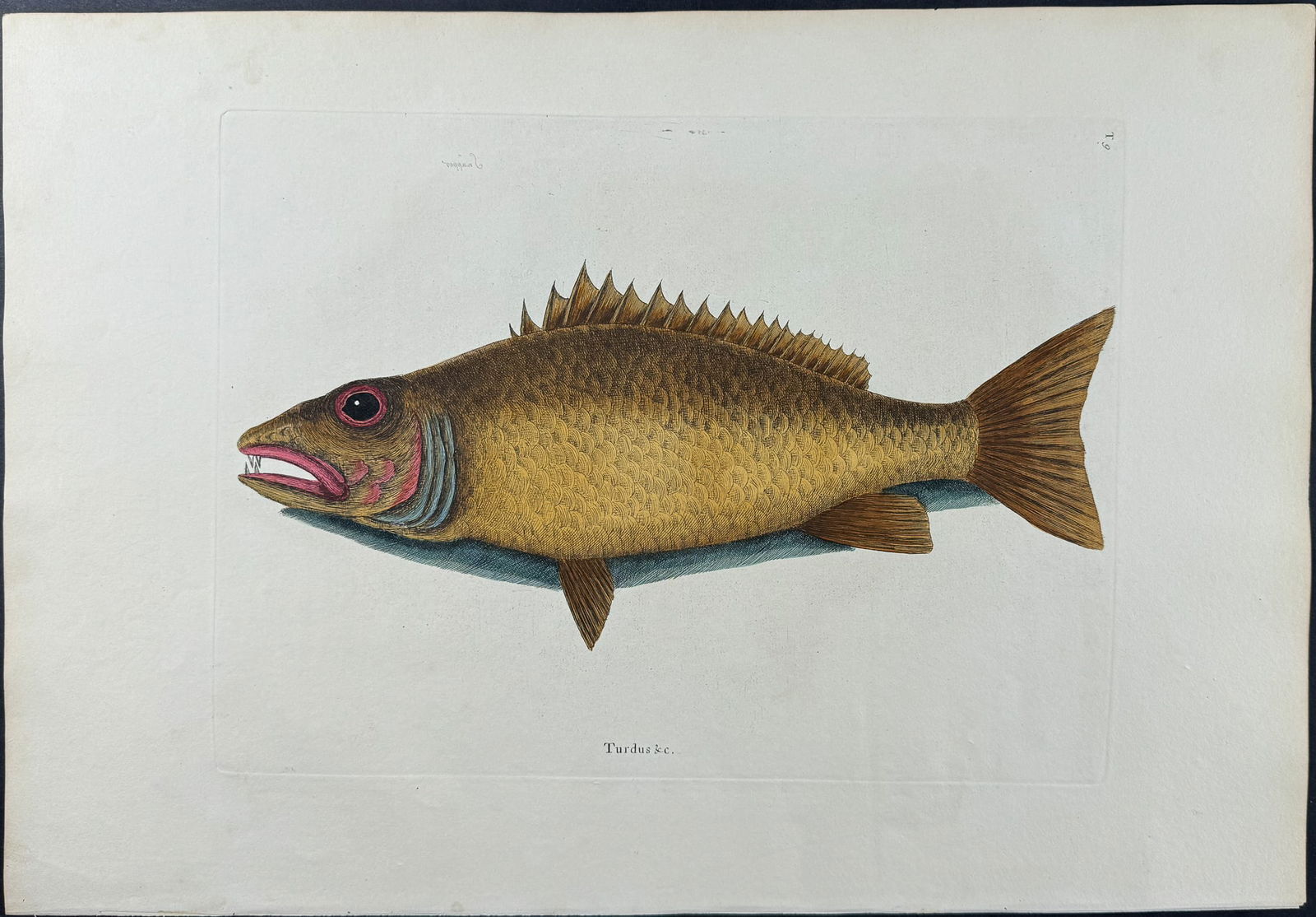 Catesby, Folio - Mangrove Snapper. 2-9: We are pleased to offer this folio engraving from Mark Catesby?s The Natural History of Carolina, Florida and the Bahama Islands: Containing the Figures of Birds, Beasts, Fishes, Serpents, Insects, an