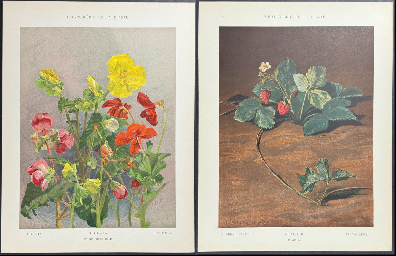 Goossens - 7 Botanical Prints (1 of 8)