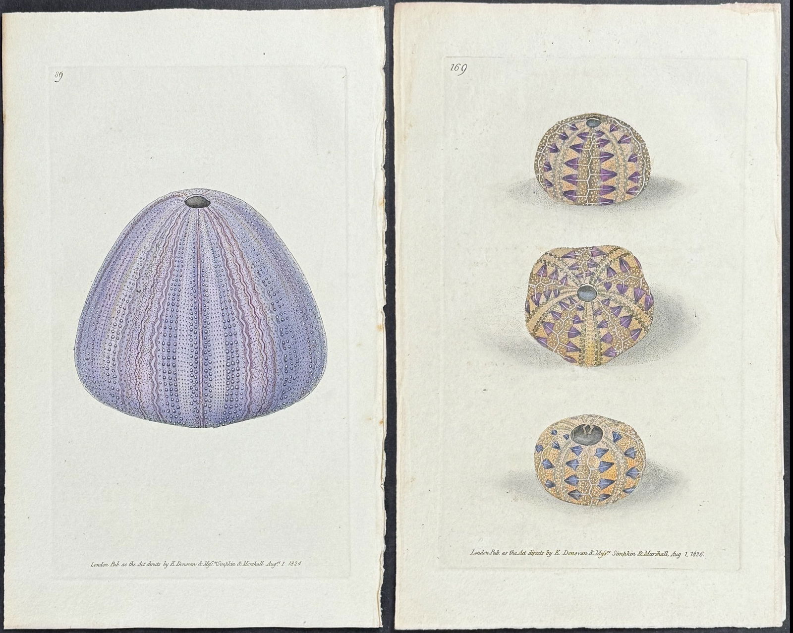 Donovan - 5 Sea Life Engravings including Sand Dollars (1 of 6)