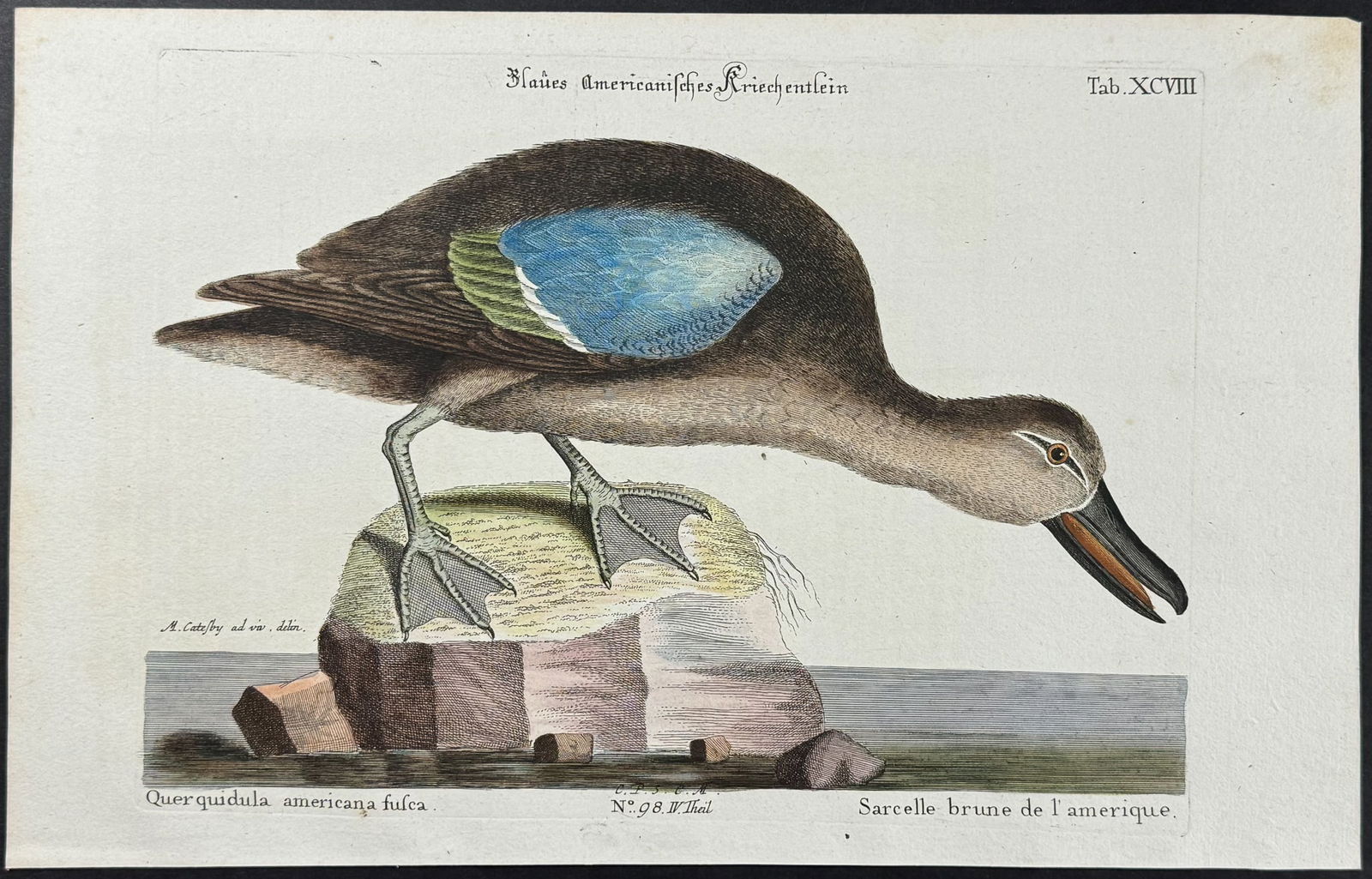 Catesby & Seligmann - Blue-winged Teal. 98: Johann Seligmann created this wonderful folio work featuring the art of both George Edwards and Mark Catesby. Entitled Sammlung verschiedener auslandischer und seltener Vogel, the rare work features b
