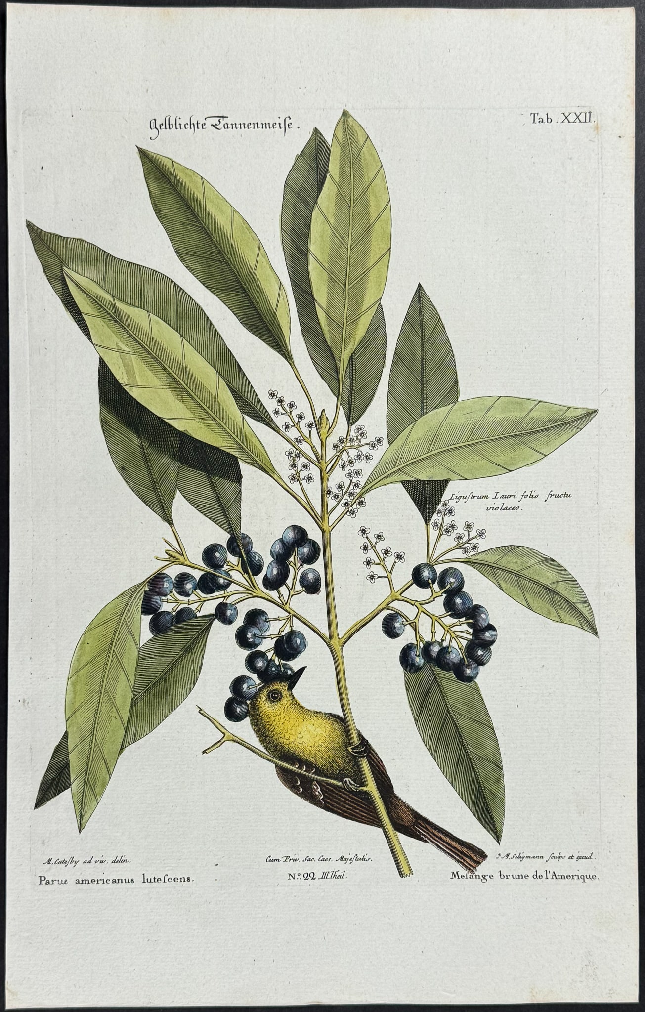 Catesby & Seligmann - Finch Creeper. 22: Johann Seligmann created this wonderful folio work featuring the art of both George Edwards and Mark Catesby. Entitled Sammlung verschiedener auslandischer und seltener Vogel, the rare work features b