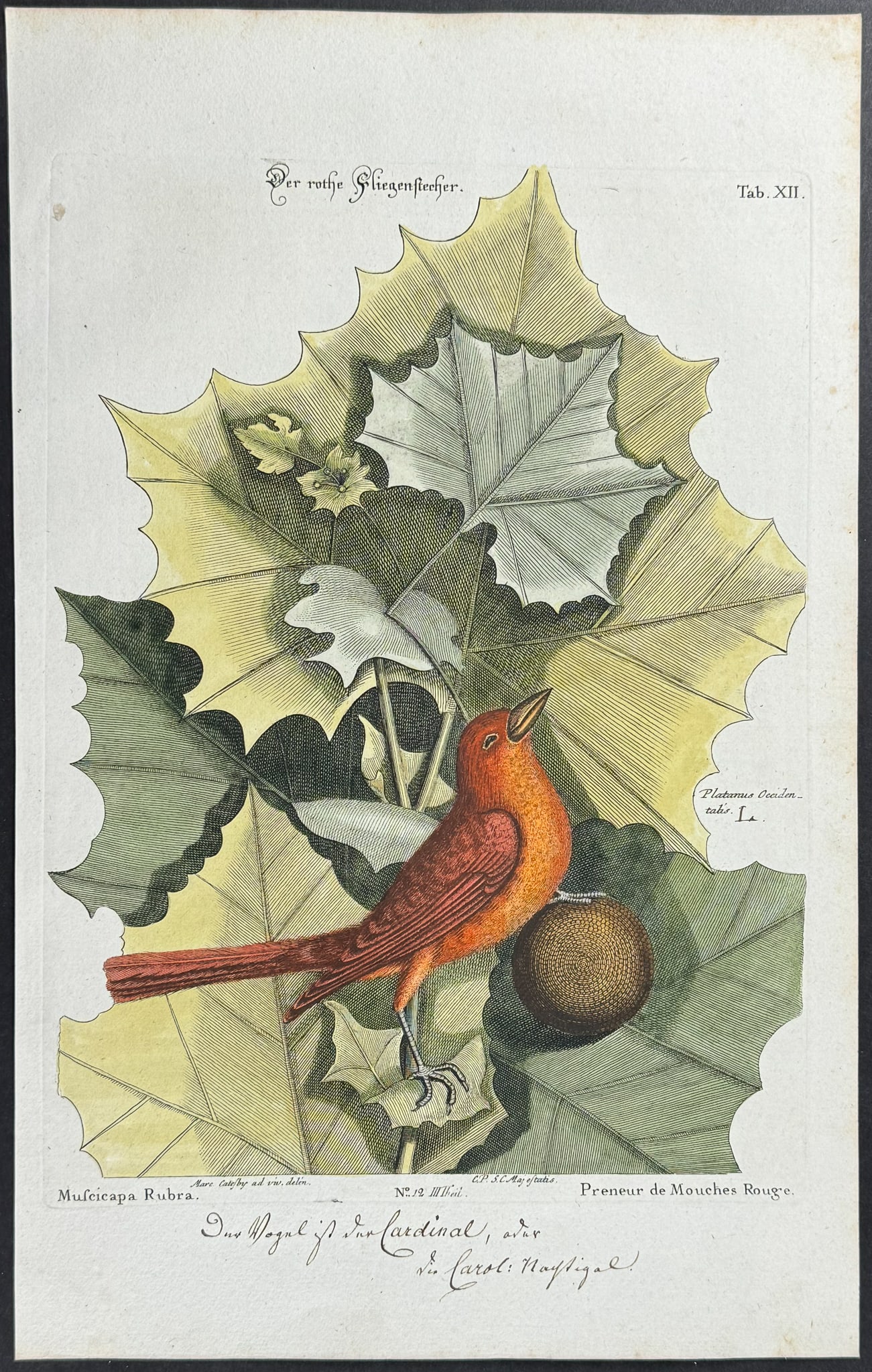 Catesby & Seligmann - Summer Redbird & Sycamore. 12: Johann Seligmann created this wonderful folio work featuring the art of both George Edwards and Mark Catesby. Entitled Sammlung verschiedener auslandischer und seltener Vogel, the rare work features b