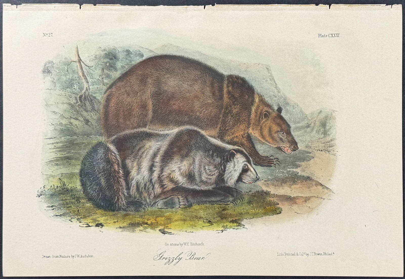 Audubon - Grizzly Bear. 131 (1 of 1)