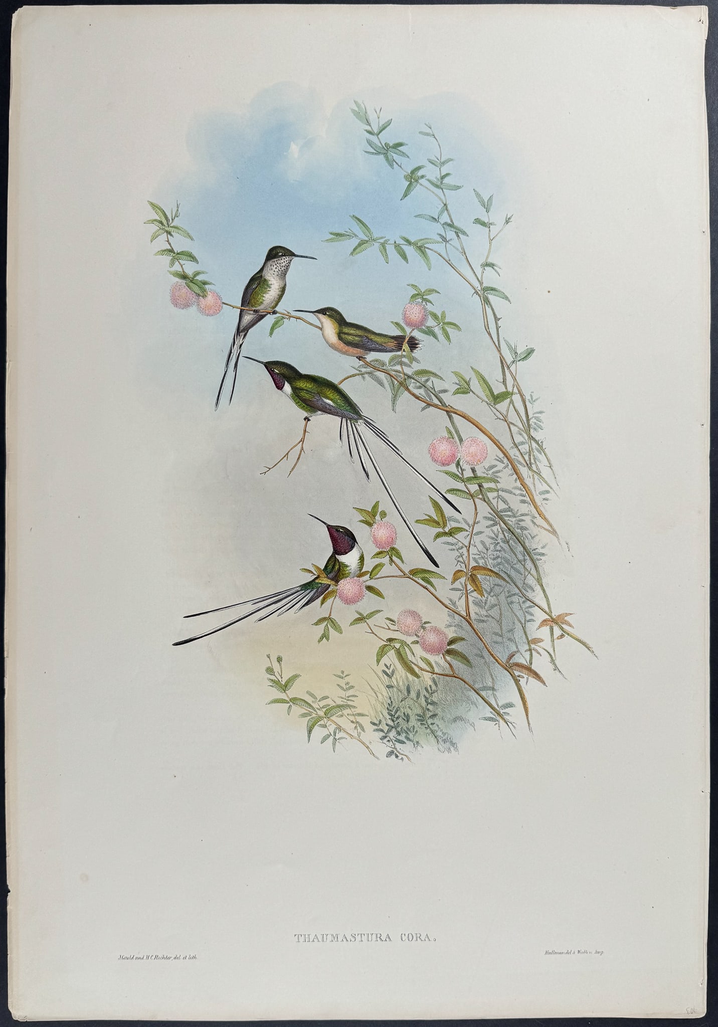 Gould - Cora's Shear-tail Hummingbird (Thaumastura Corae) (1 of 1)