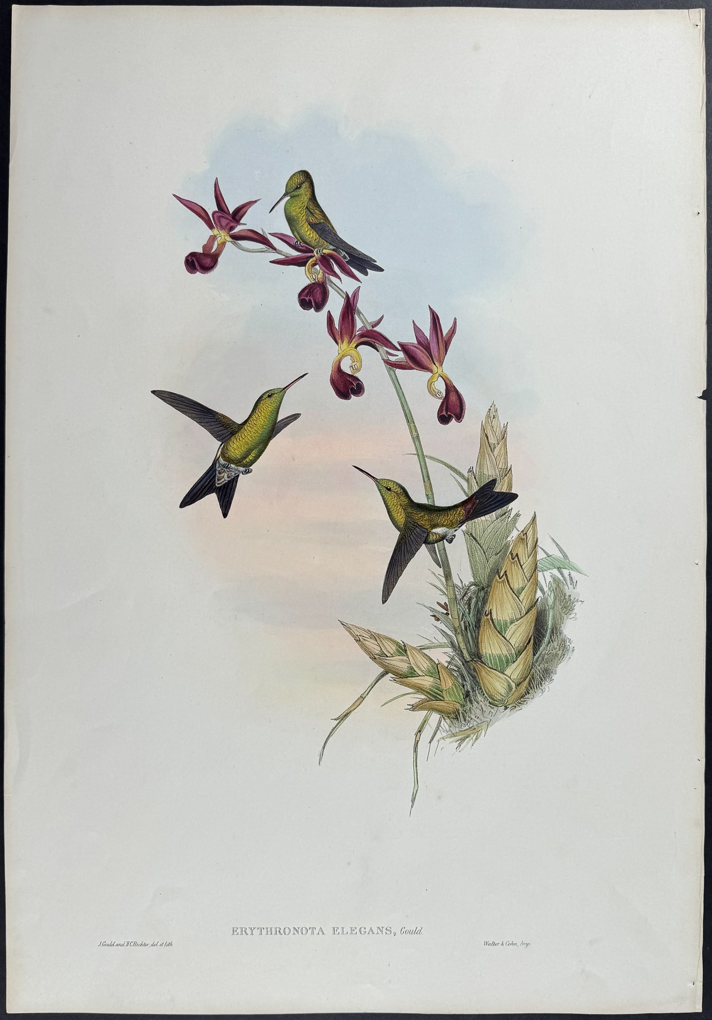 Gould - Elegant Erythronote Hummingbird (Erythronota Elegans): This remarkable ornithology lithograph with hand-finished color is from the esteemed John Gould?s Monograph of the Trochilidae, or Family of Hummingbirds published in London between 1849 and 1887. Fam