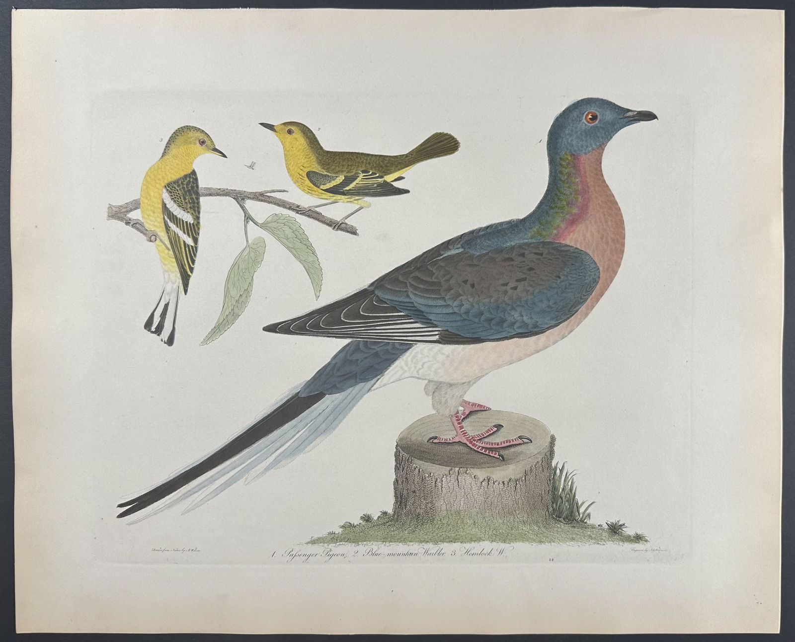 Wilson - Passenger Pigeon & Warblers. 44 (1 of 1)