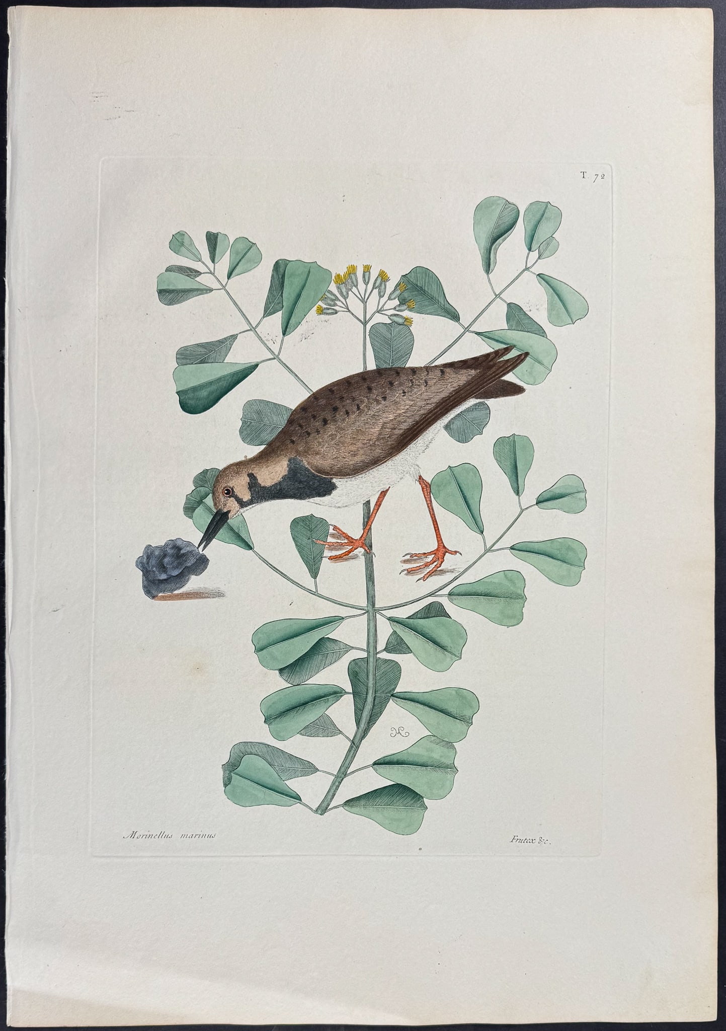 Catesby, Folio - Turn Stone or Sea Dottrel. 1-72: We are pleased to offer this folio engraving from Mark Catesby?s The Natural History of Carolina, Florida and the Bahama Islands: Containing the Figures of Birds, Beasts, Fishes, Serpents, Insects, an
