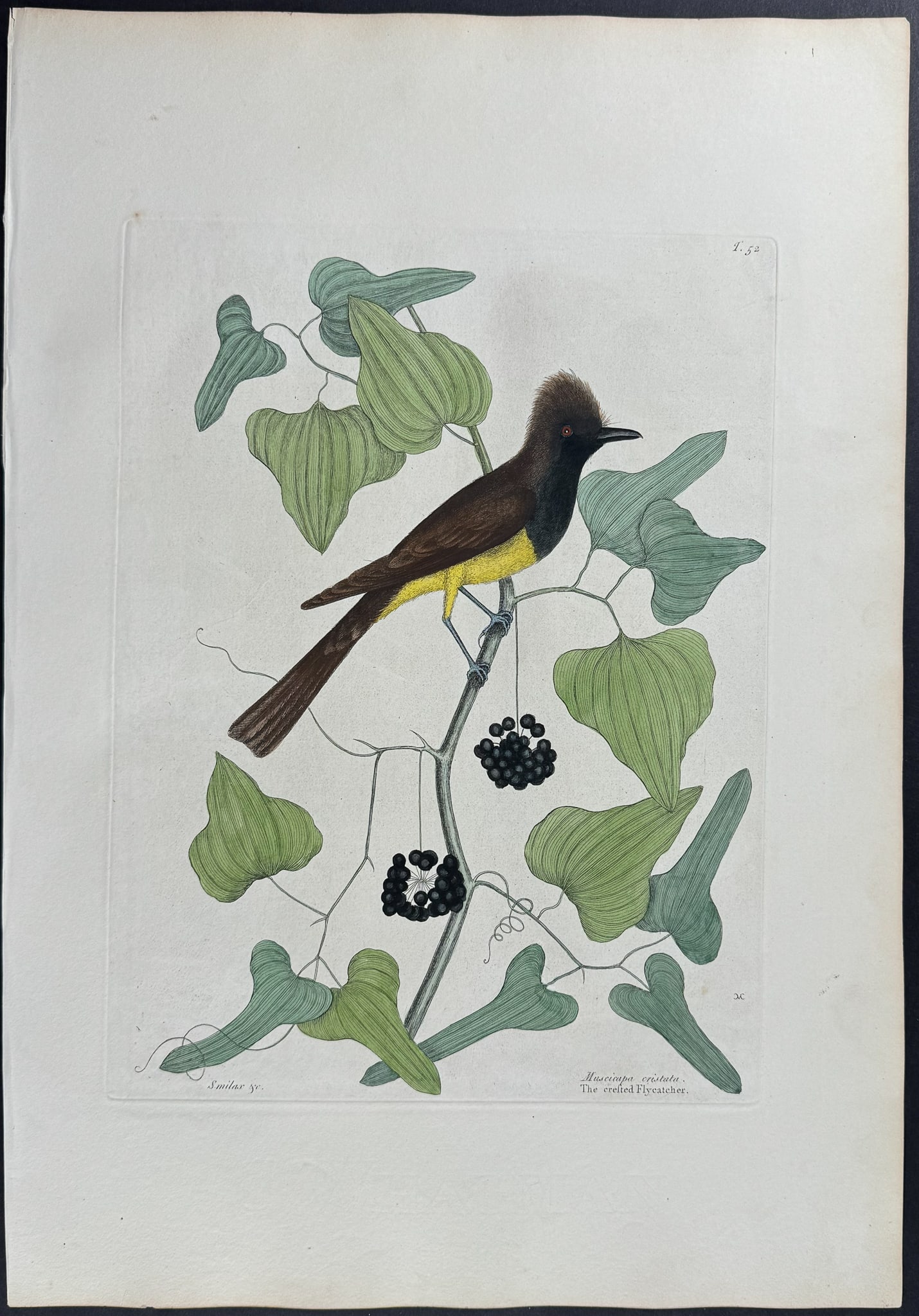 Catesby, Folio - Crested Flycatcher. 1-52: We are pleased to offer this folio engraving from Mark Catesby?s The Natural History of Carolina, Florida and the Bahama Islands: Containing the Figures of Birds, Beasts, Fishes, Serpents, Insects, an