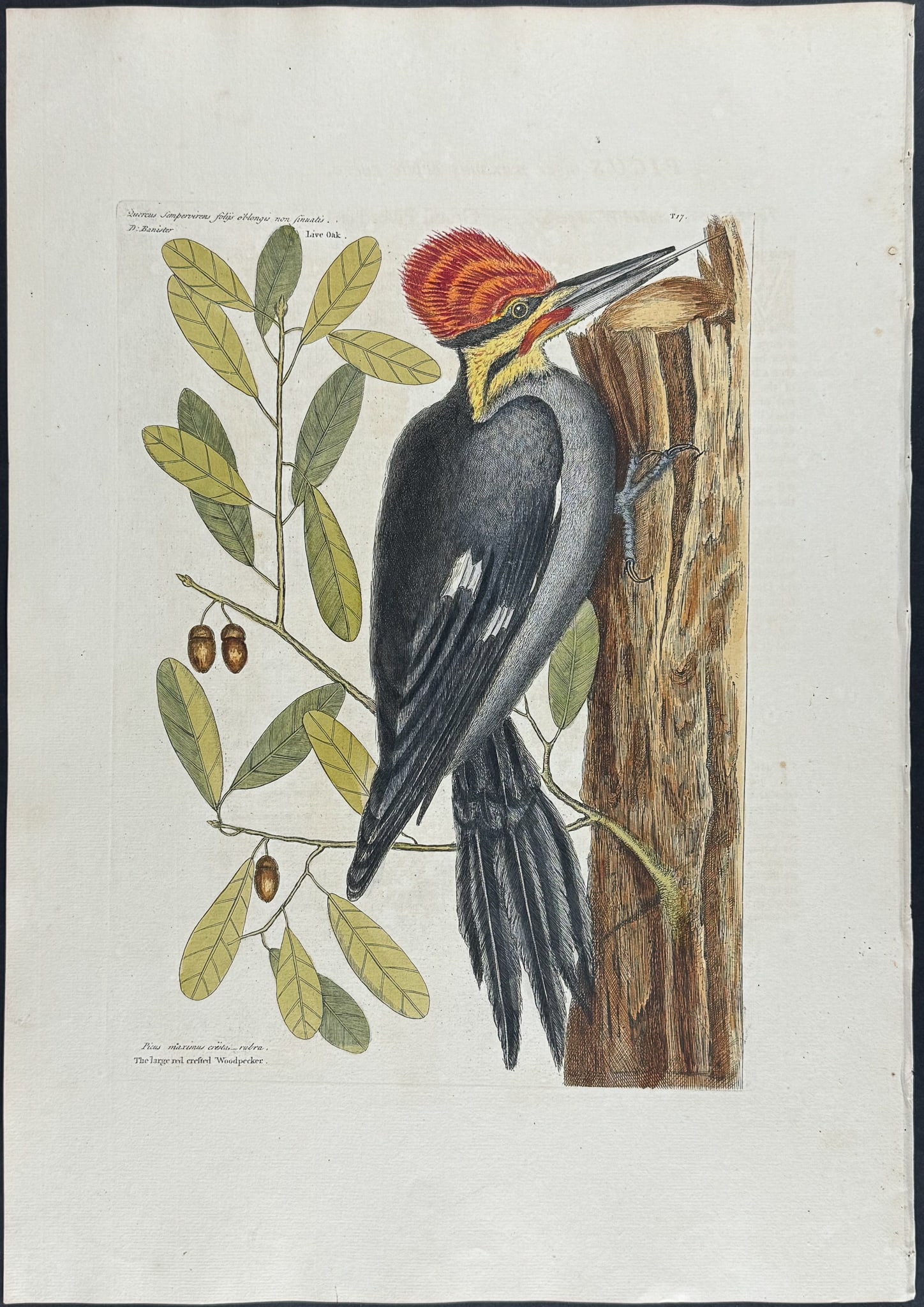 Catesby, Folio - Larger Red crested Woodpecker with Live Oak. 1-17: We are pleased to offer this stunning originally hand-colored engraving from Mark Catesby?s The Natural History of Carolina, Florida and the Bahama Islands: Containing the Figures of Birds, Beasts, Fi