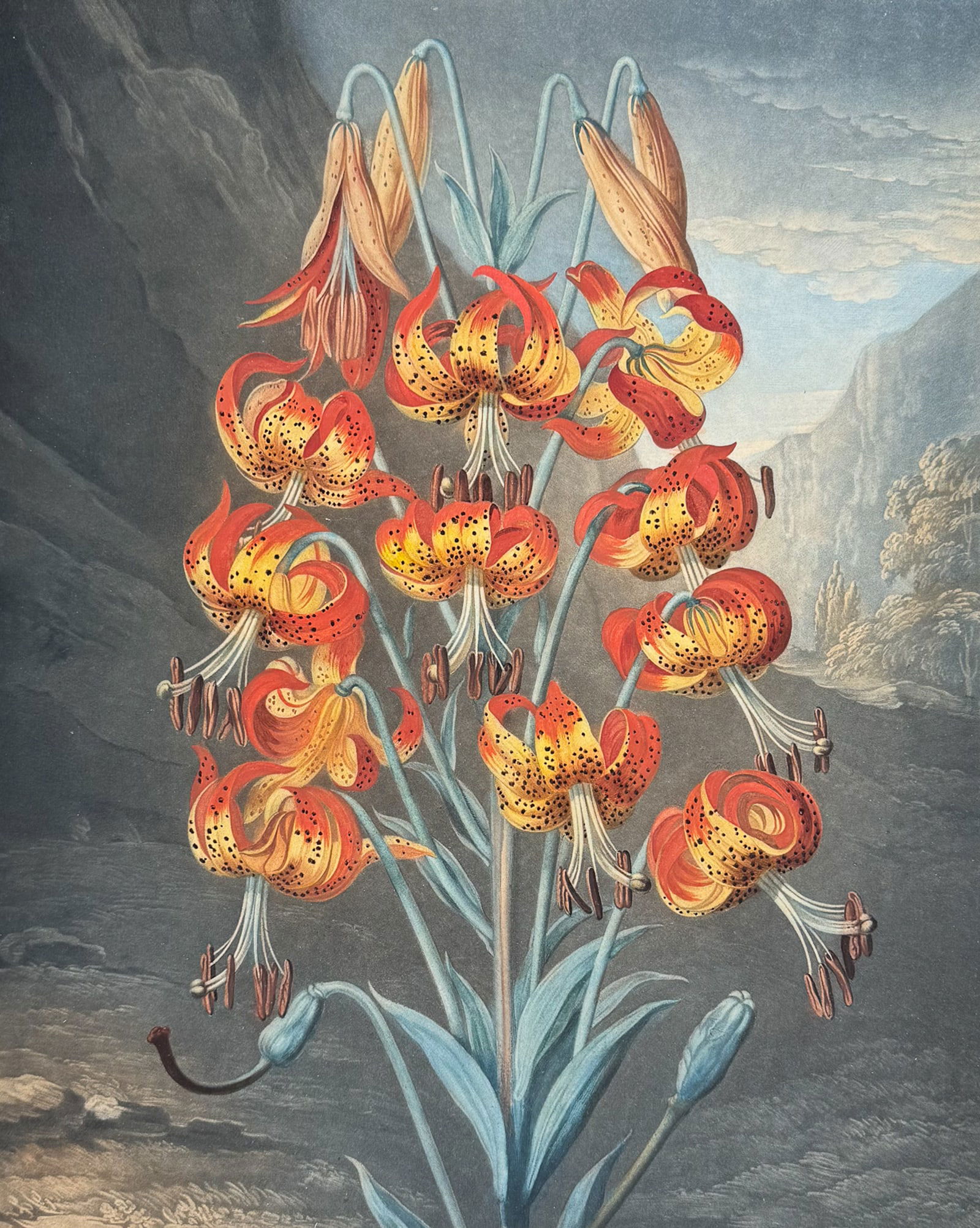 Thornton, Folio - The Superb Lily: This dramatic folio botanical engraving is from Dr. Robert John Thornton?s work New Illustration of the Sexual System of...Linnaeus. Comprehending...The Temple of Flora. The work was published in Lond