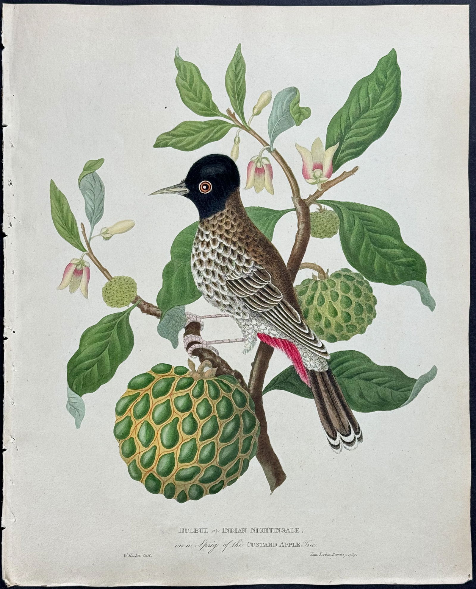 Forbes - Bulbul or Indian Nightingale, on a Sprig of the Custard Apple (1 of 1)