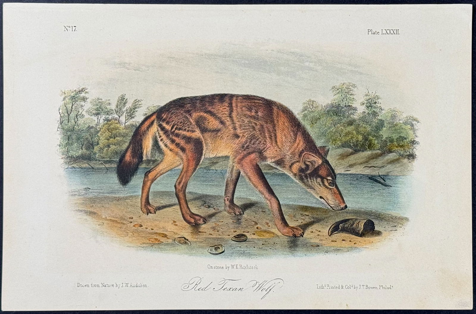 Audubon - Red Texan Wolf. 82 (1 of 1)