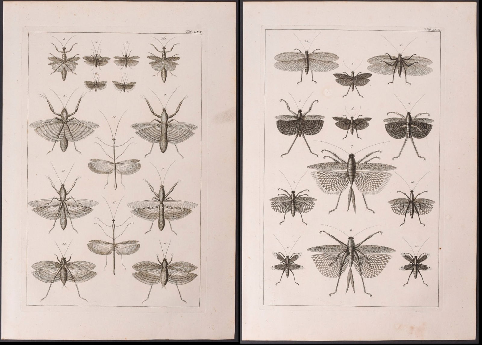 Seba - Pair of Engravings of Locusts, Insects (1 of 3)