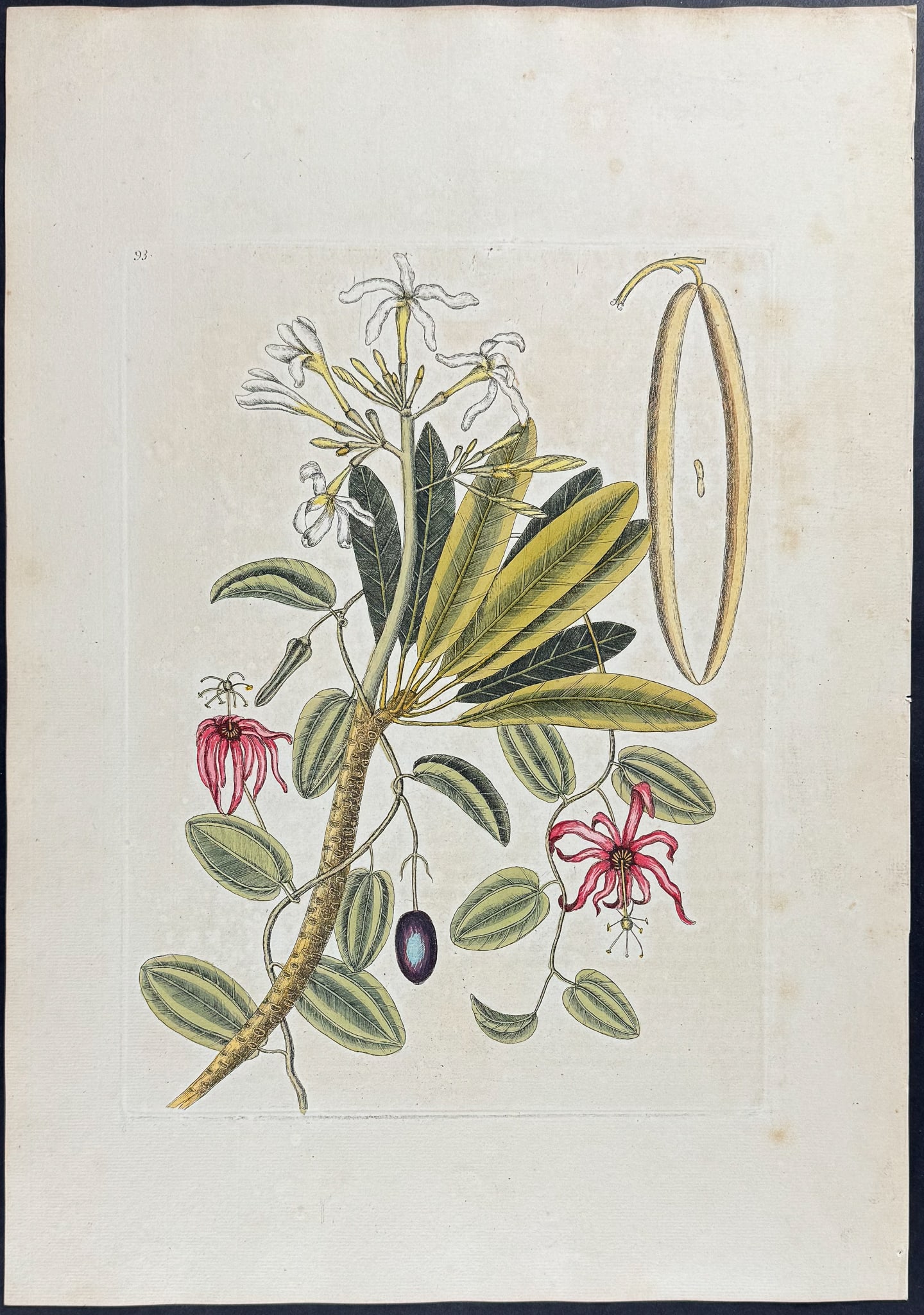 Catesby, Folio - Plumeria Flore Niveo (White Frangipanni). 2-93: We are pleased to offer this stunning originally hand-colored engraving from Mark Catesby?s The Natural History of Carolina, Florida and the Bahama Islands: Containing the Figures of Birds, Beasts, Fi