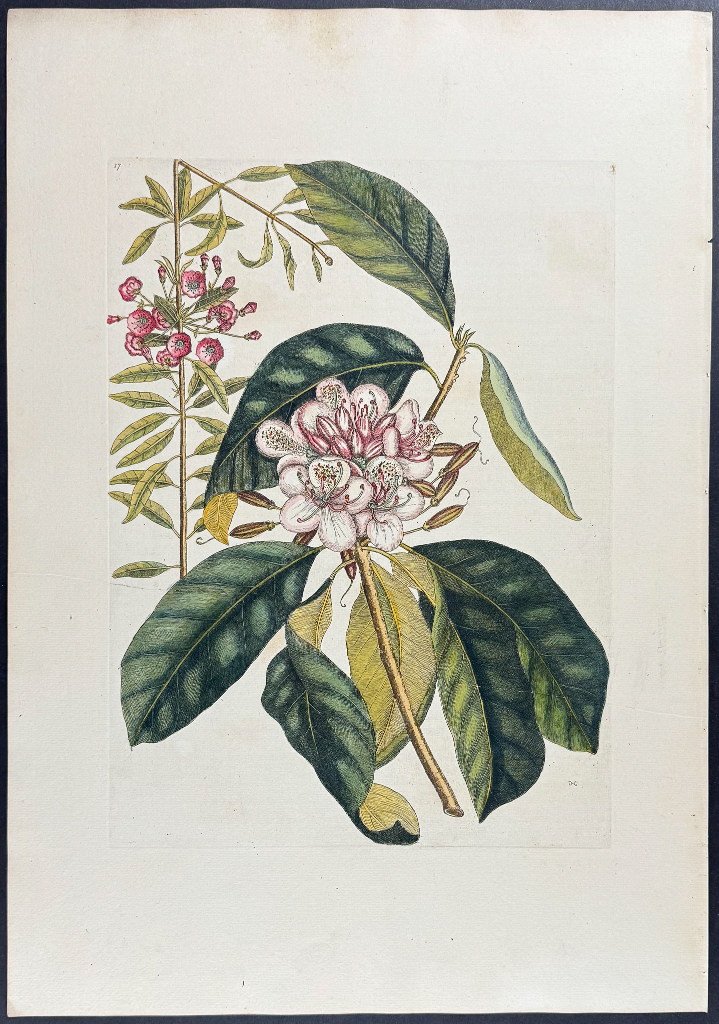 Catesby, Folio - Great Laurel & Narrow Leaved Laurel. Sup-17: We are pleased to offer this stunning originally hand-colored engraving from Mark Catesby?s The Natural History of Carolina, Florida and the Bahama Islands: Containing the Figures of Birds, Beasts, Fi